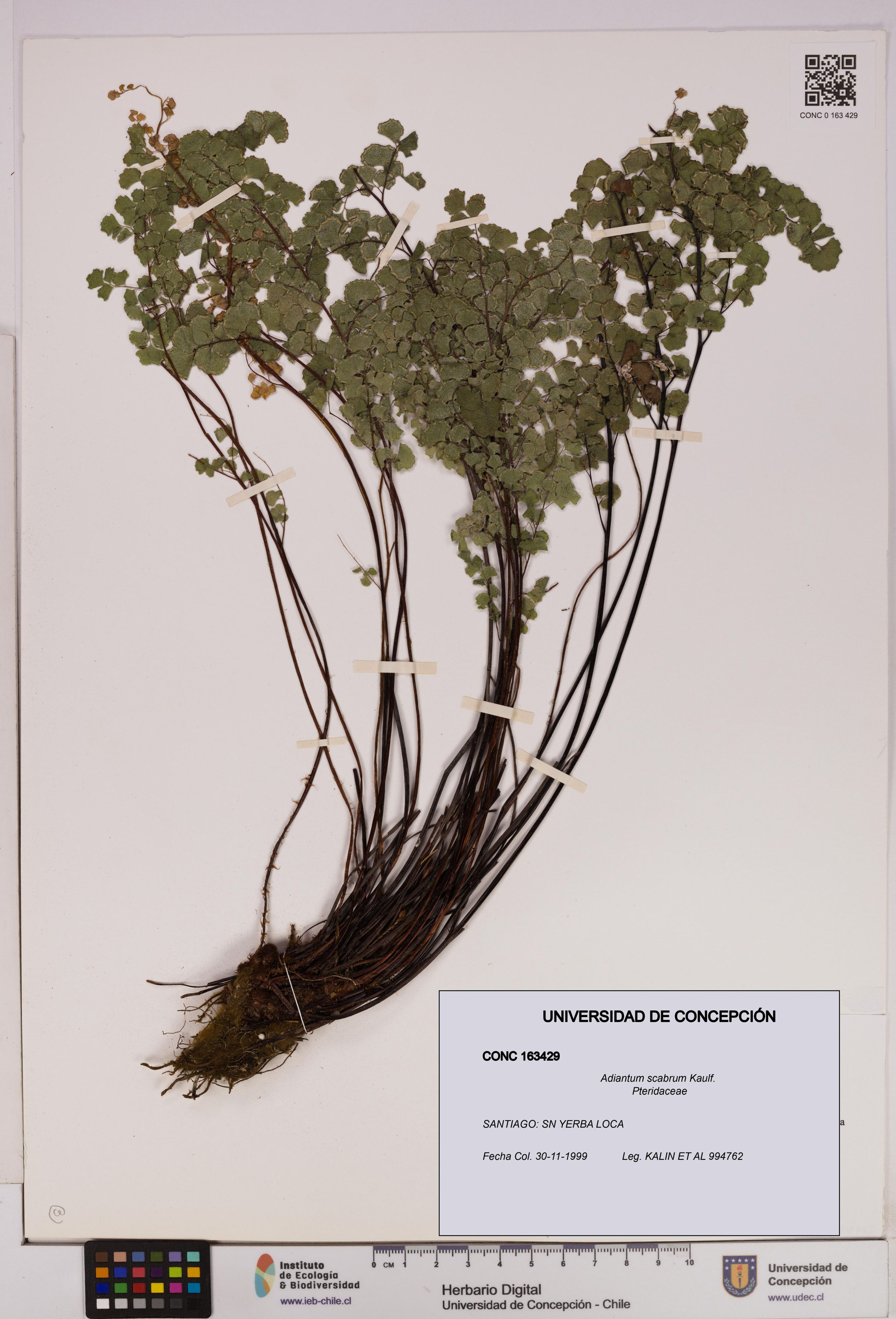 Adiantum scabrum [Espécimen: ]