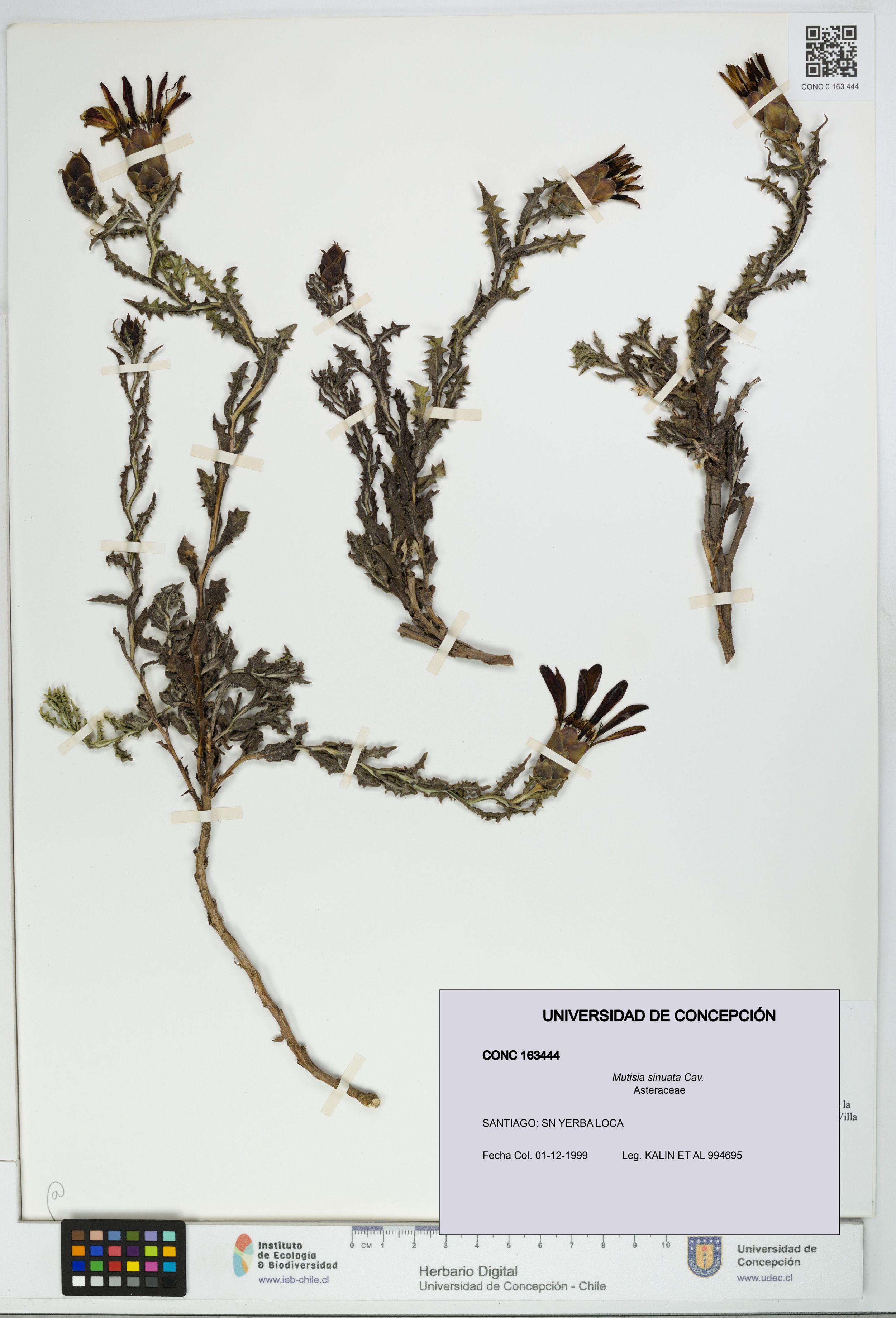 Mutisia sinuata [Espécimen: ]