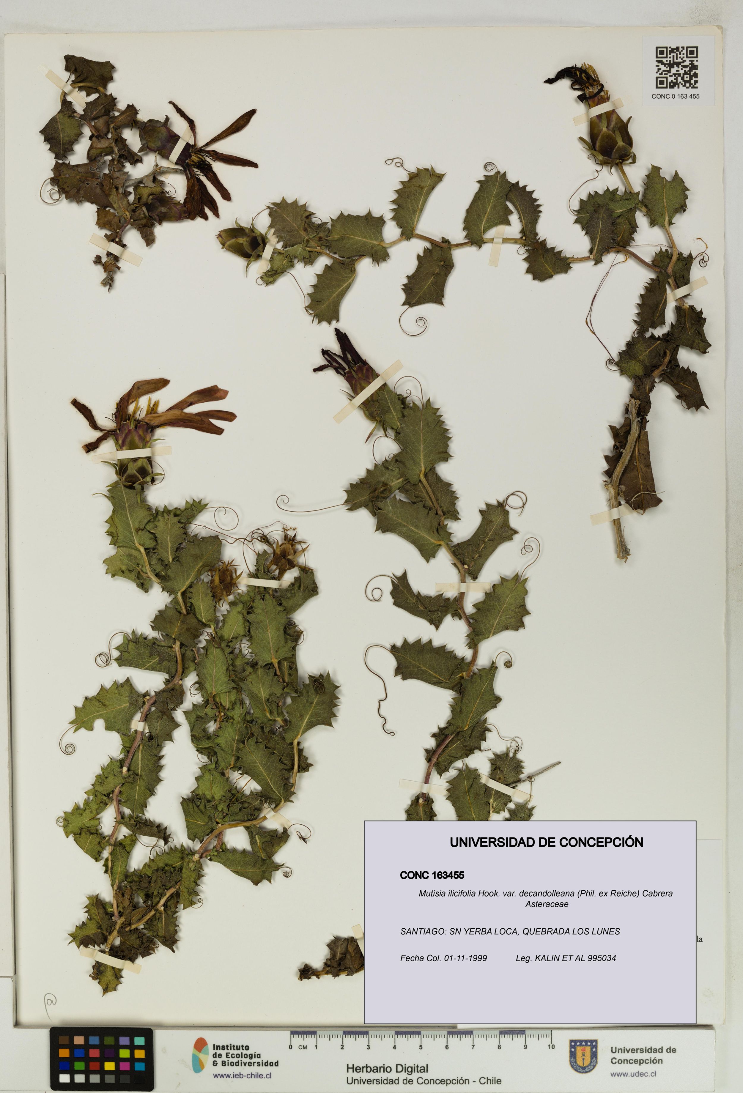 Mutisia ilicifolia var. decandolleana [Espécimen: ]