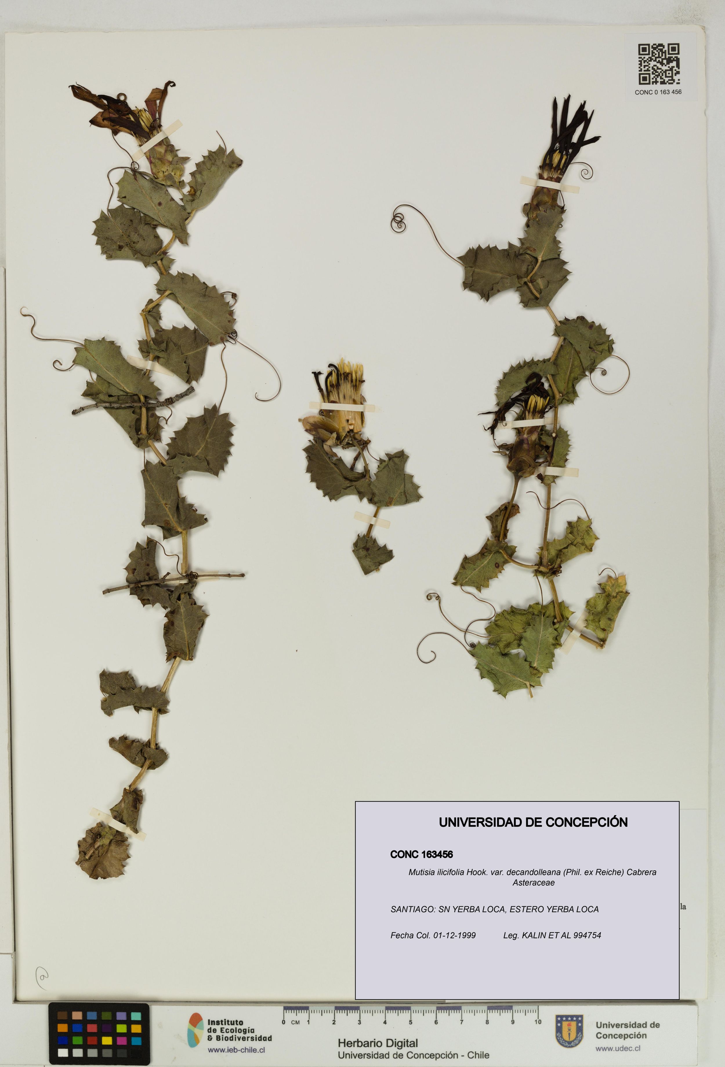 Mutisia ilicifolia var. decandolleana [Espécimen: ]