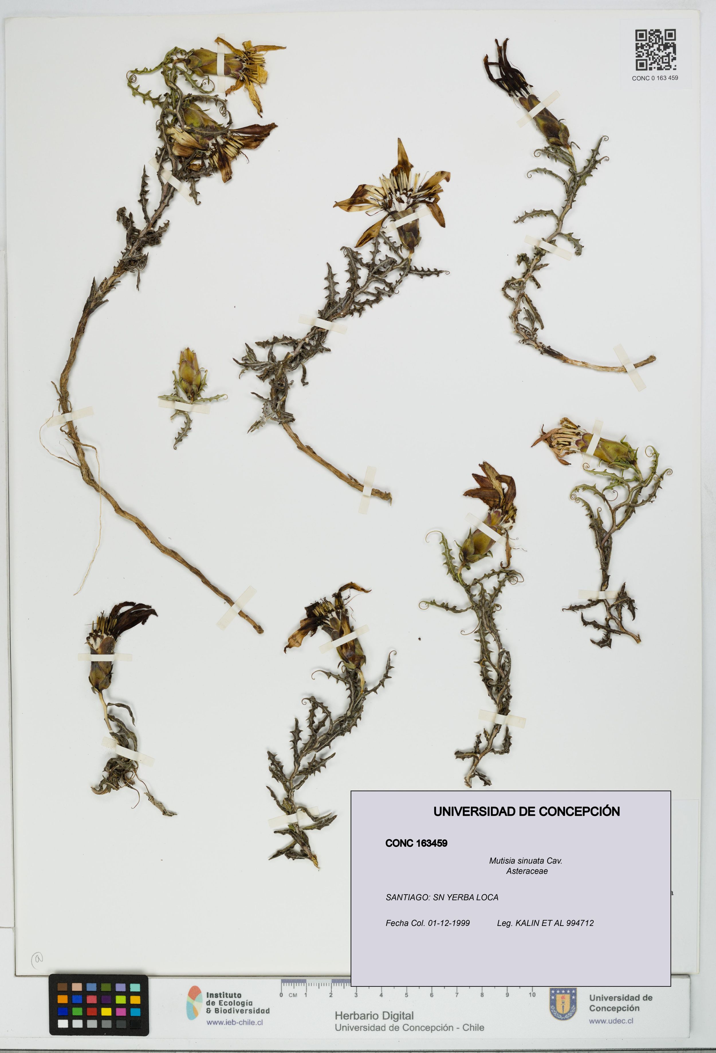 Mutisia sinuata [Espécimen: ]