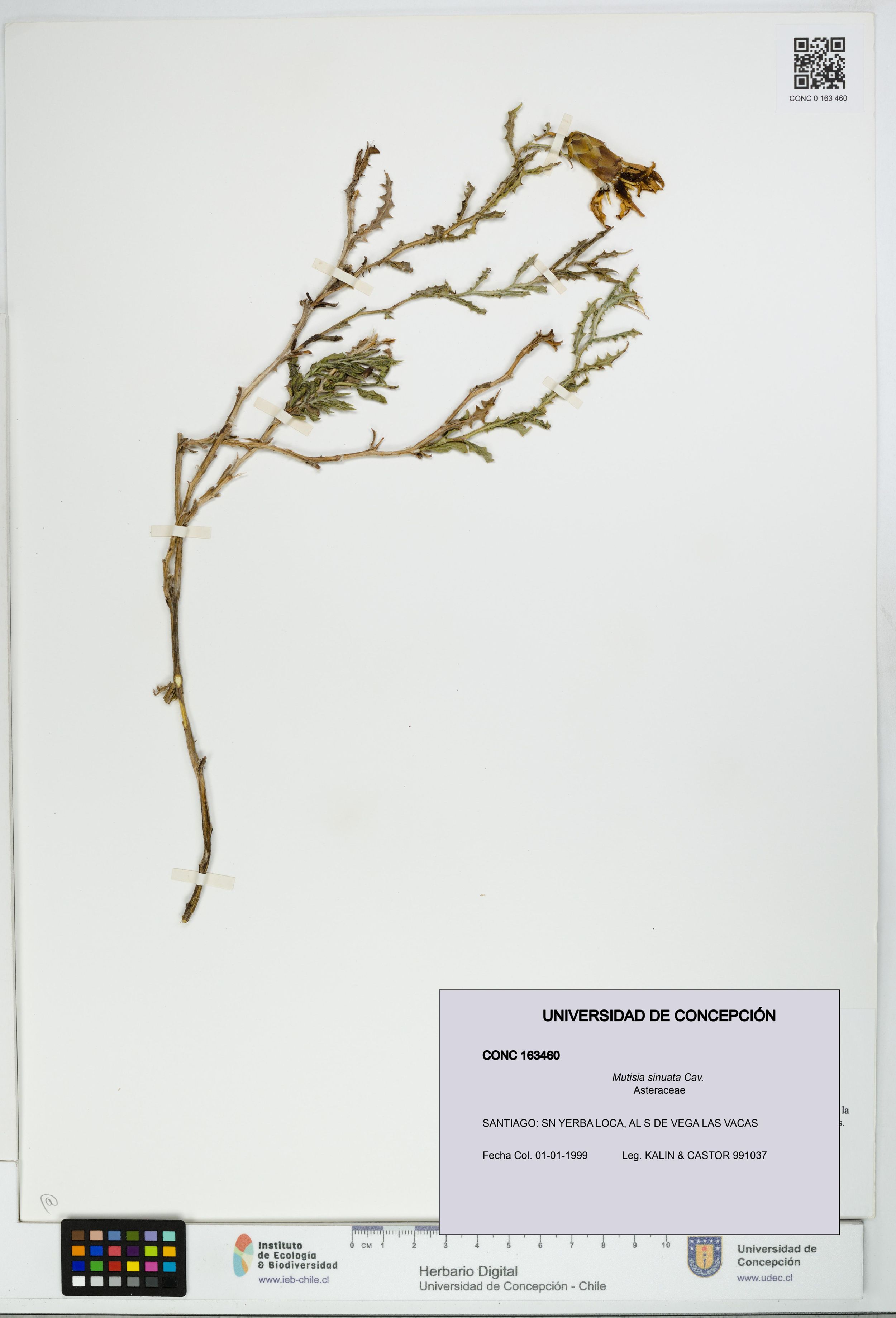 Mutisia sinuata [Espécimen: ]