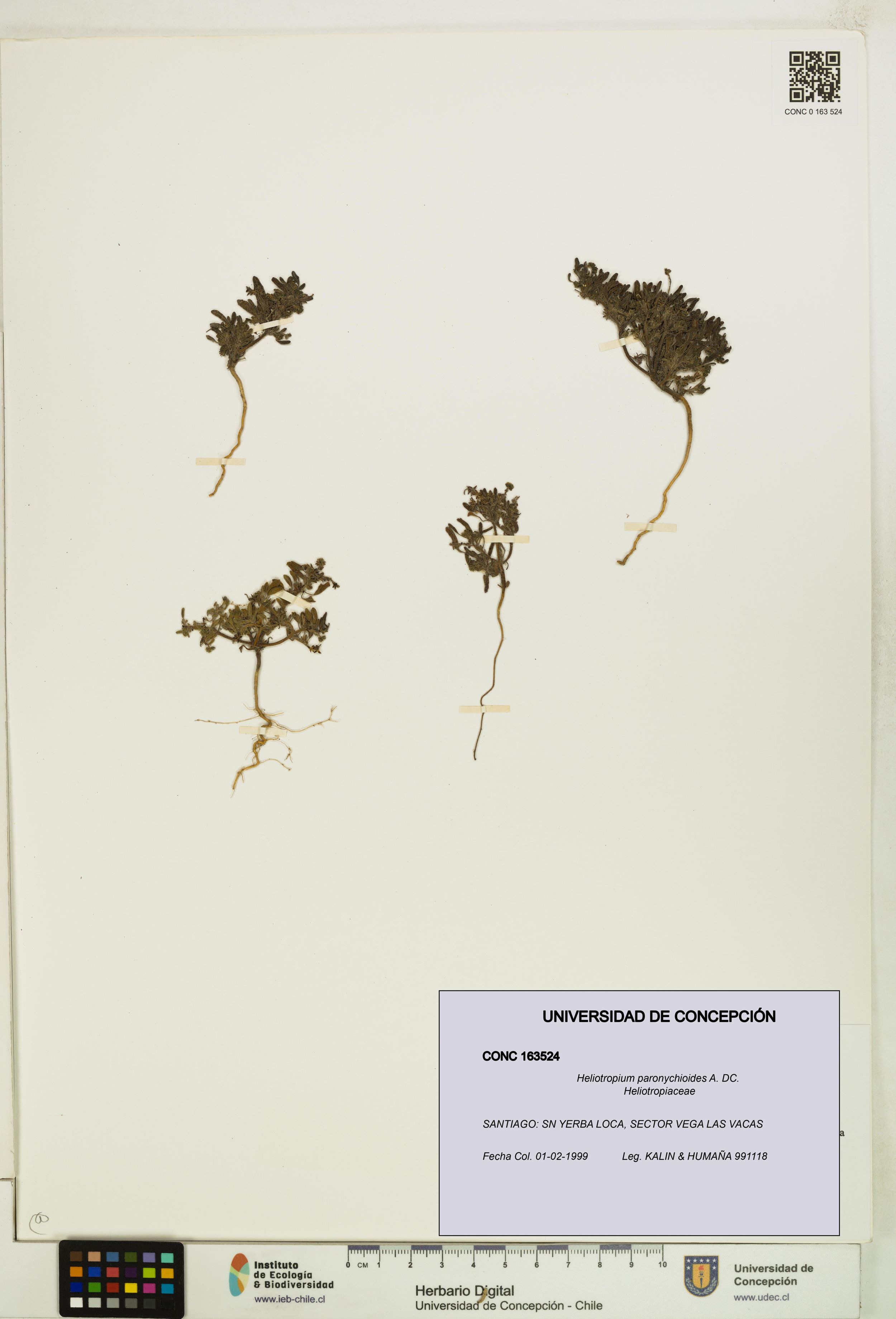 Heliotropium paronychioides [Espécimen: ]