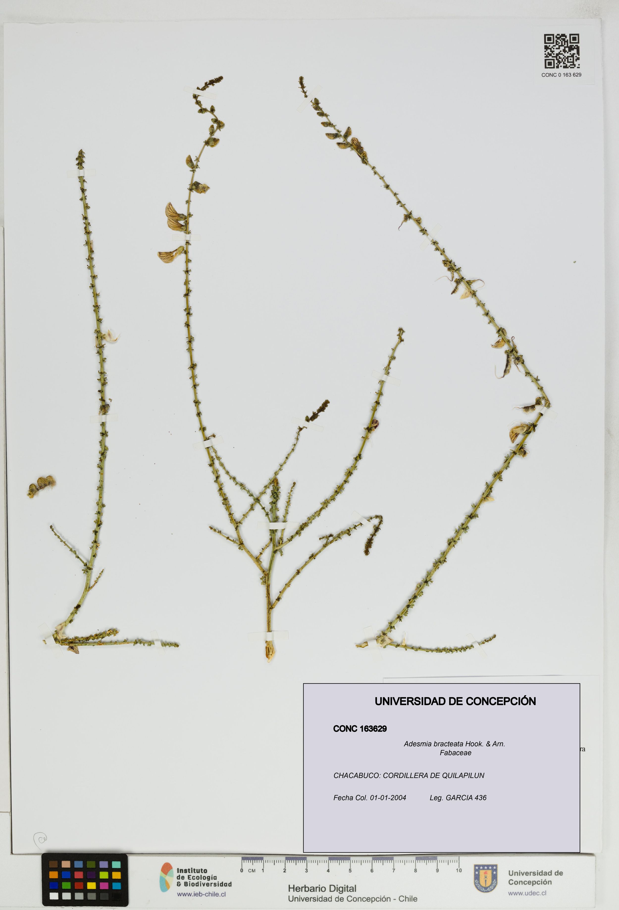 Adesmia bracteata [Espécimen: ]