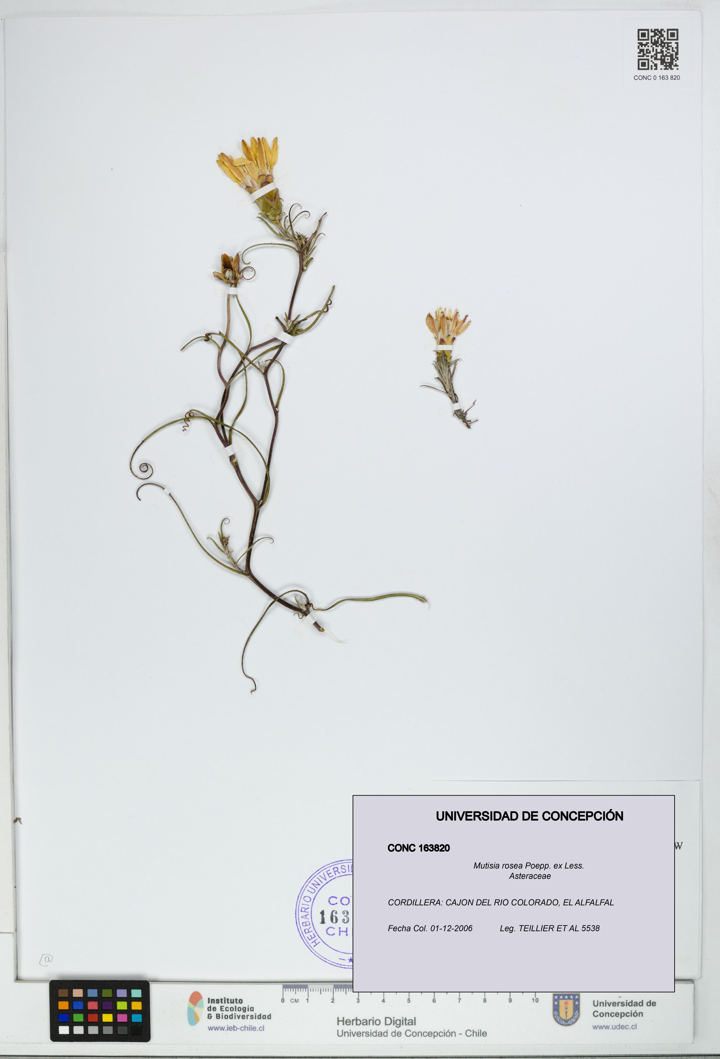 Mutisia rosea [Espécimen: ]