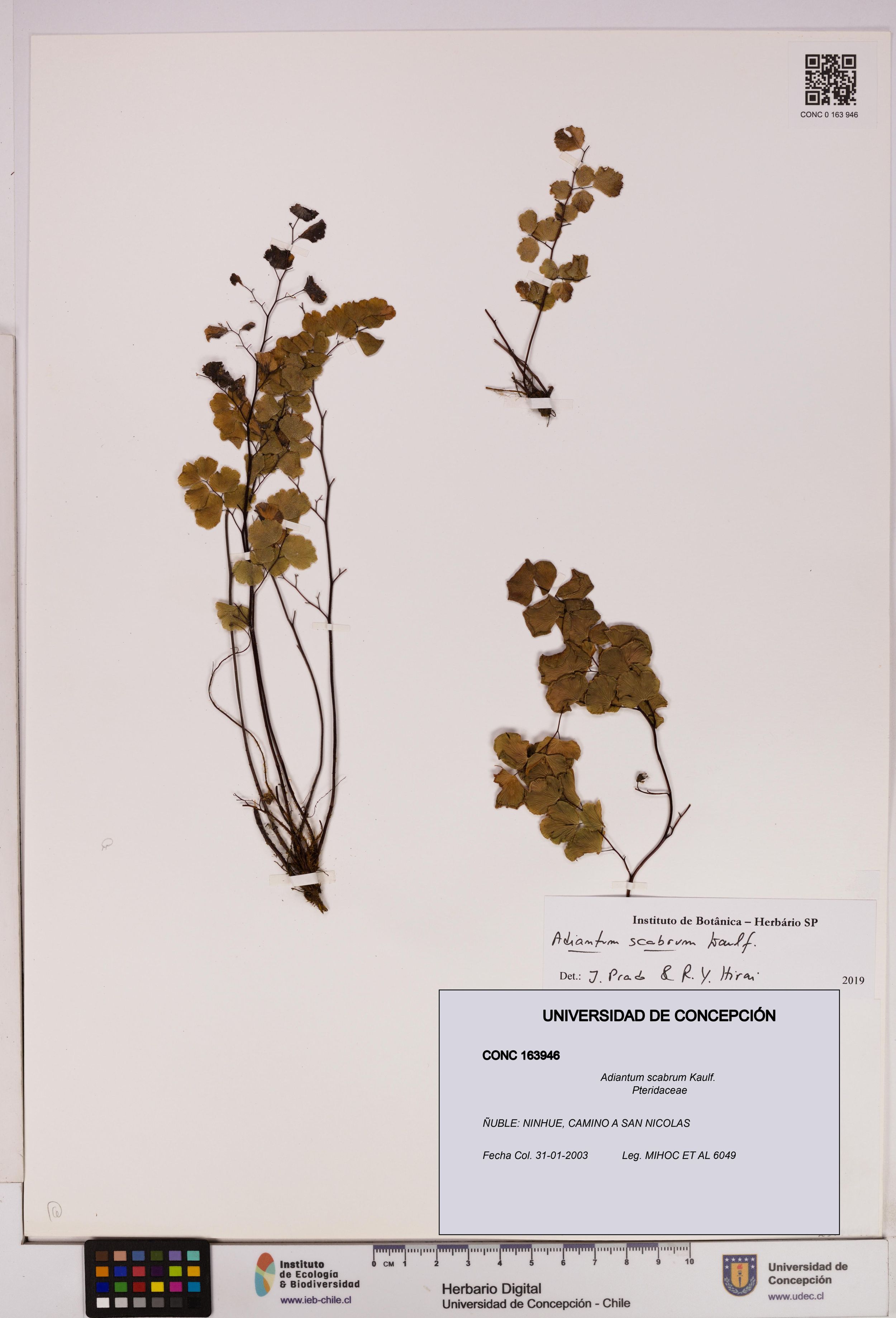 Adiantum scabrum [Espécimen: ]