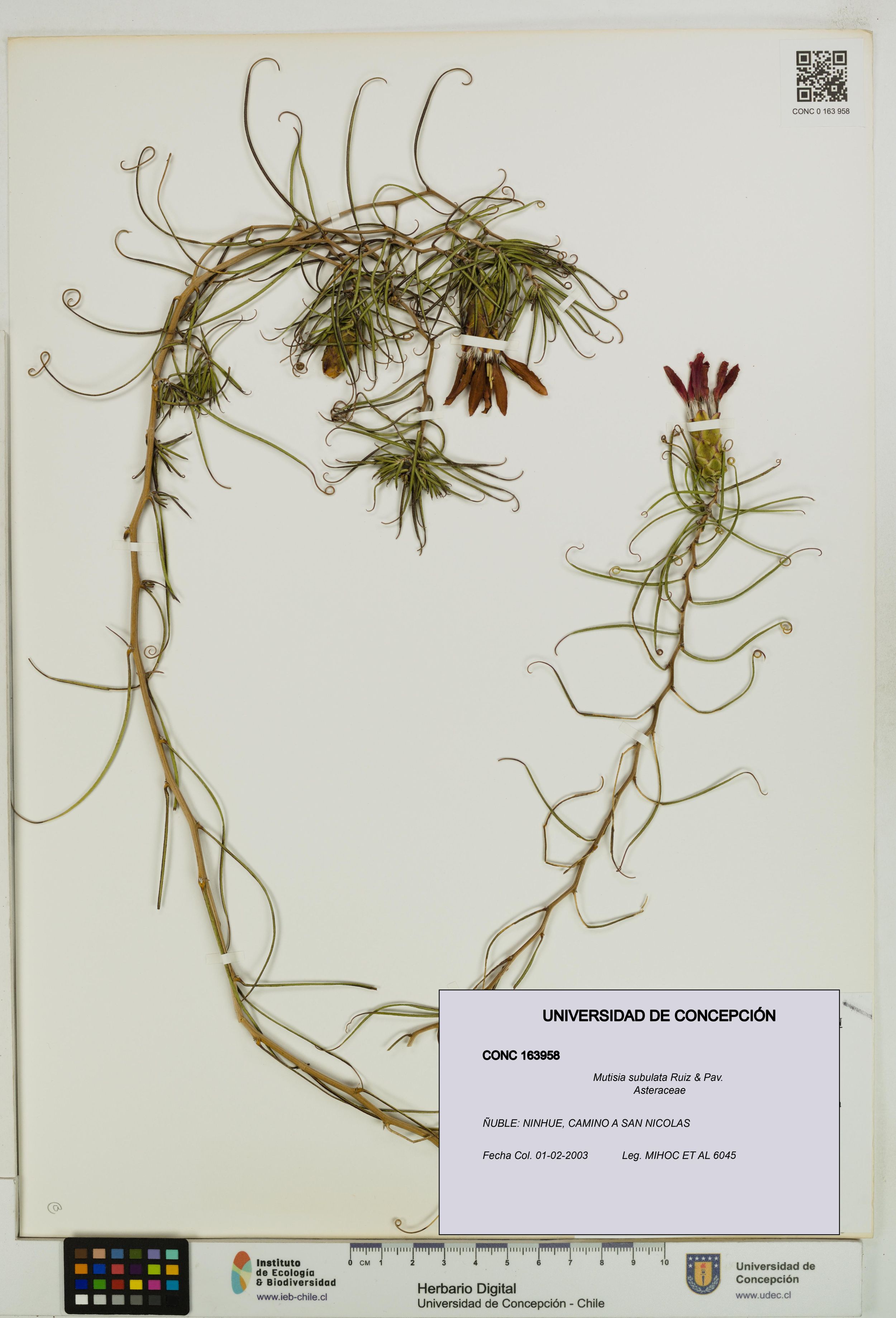 Mutisia subulata [Espécimen: ]