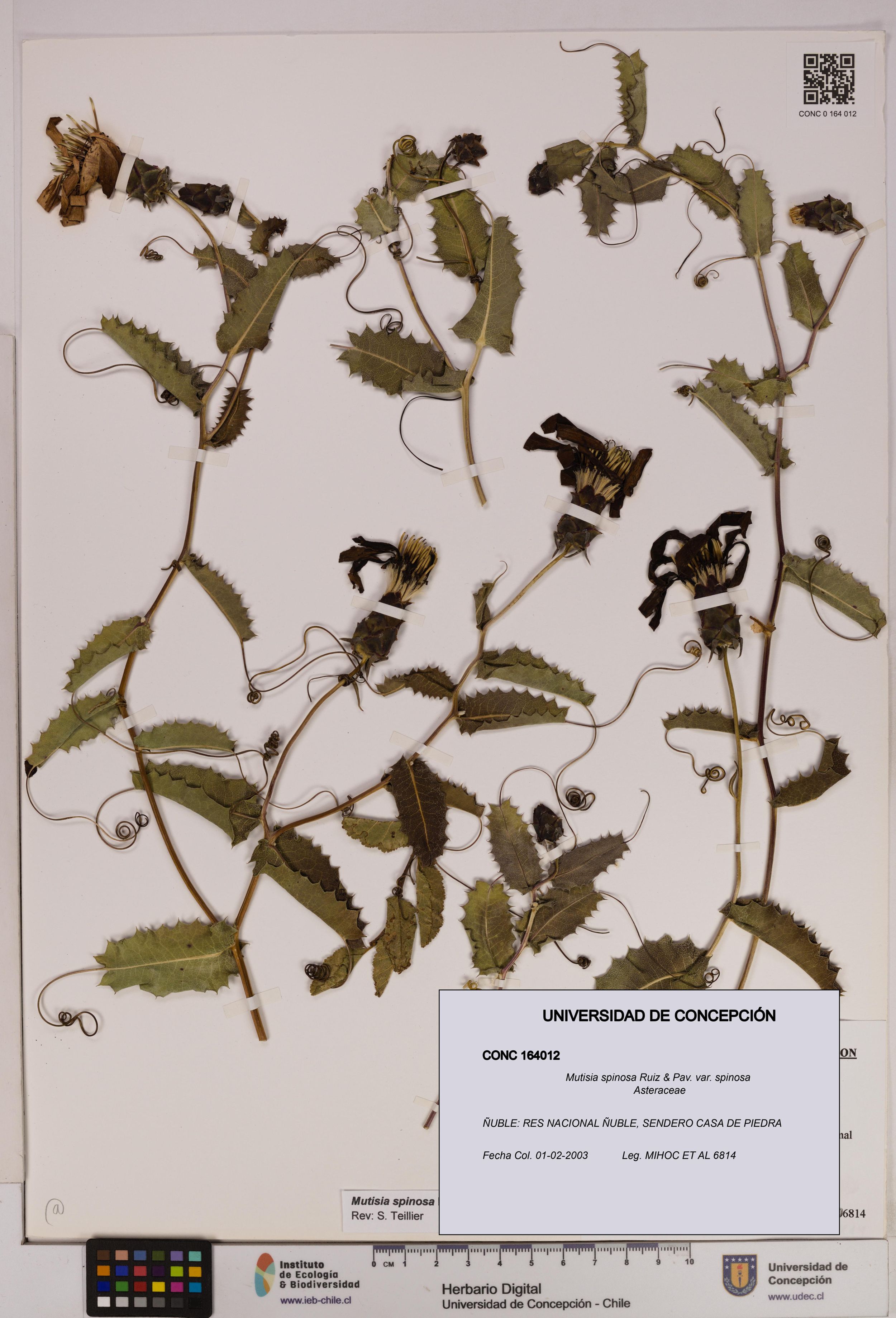 Mutisia spinosa var. spinosa [Espécimen: ]