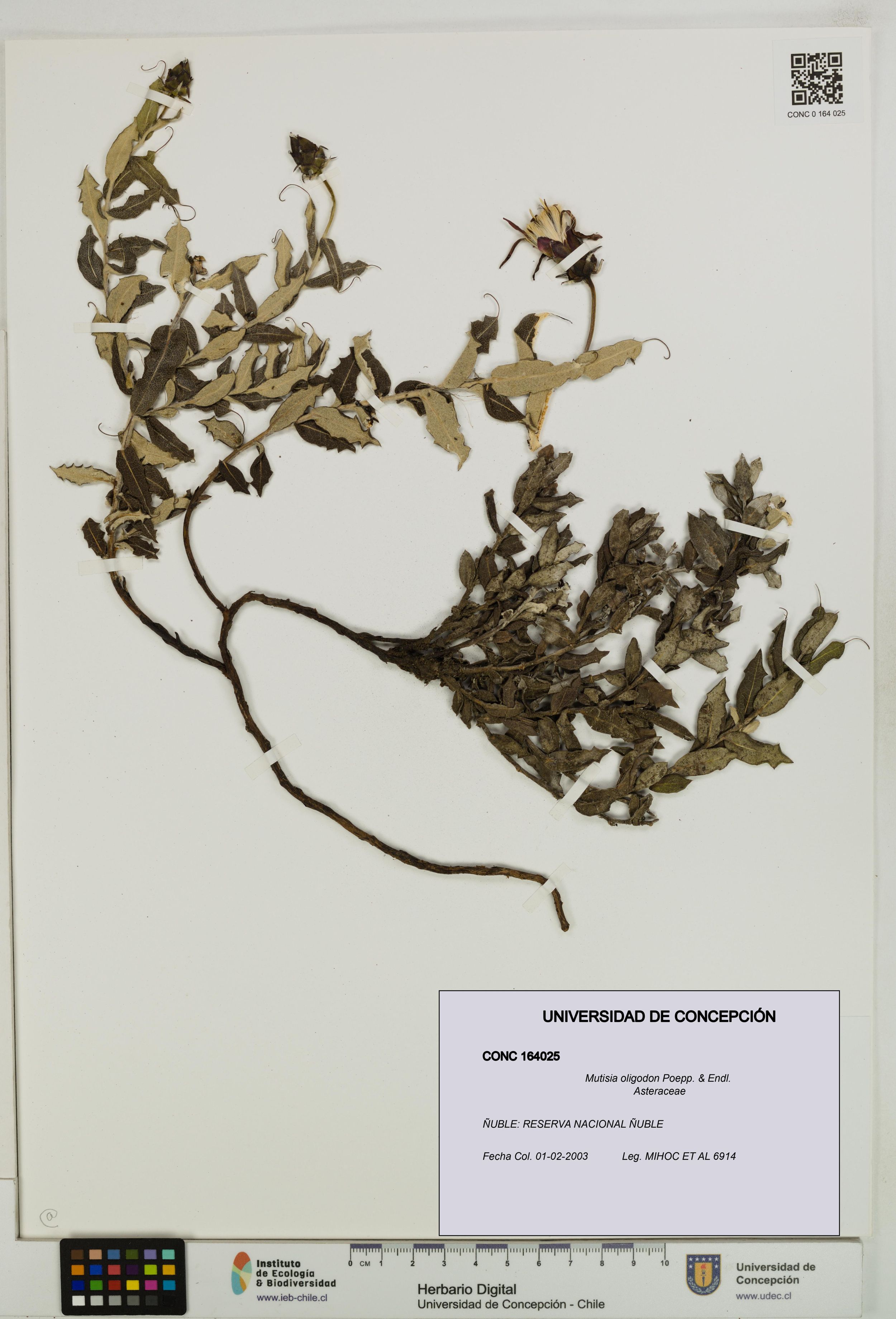 Mutisia oligodon [Espécimen: ]