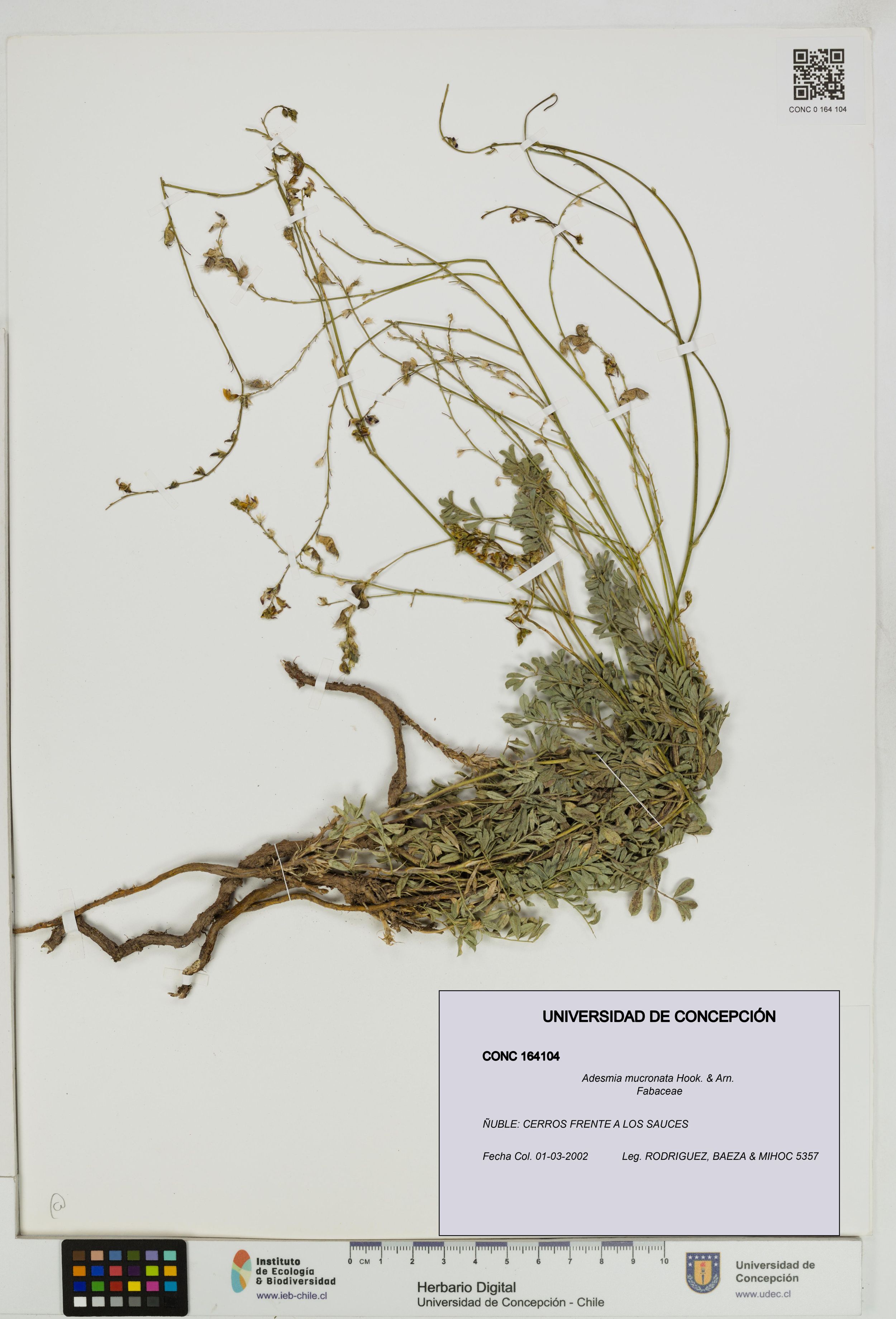 Adesmia mucronata [Espécimen: ]