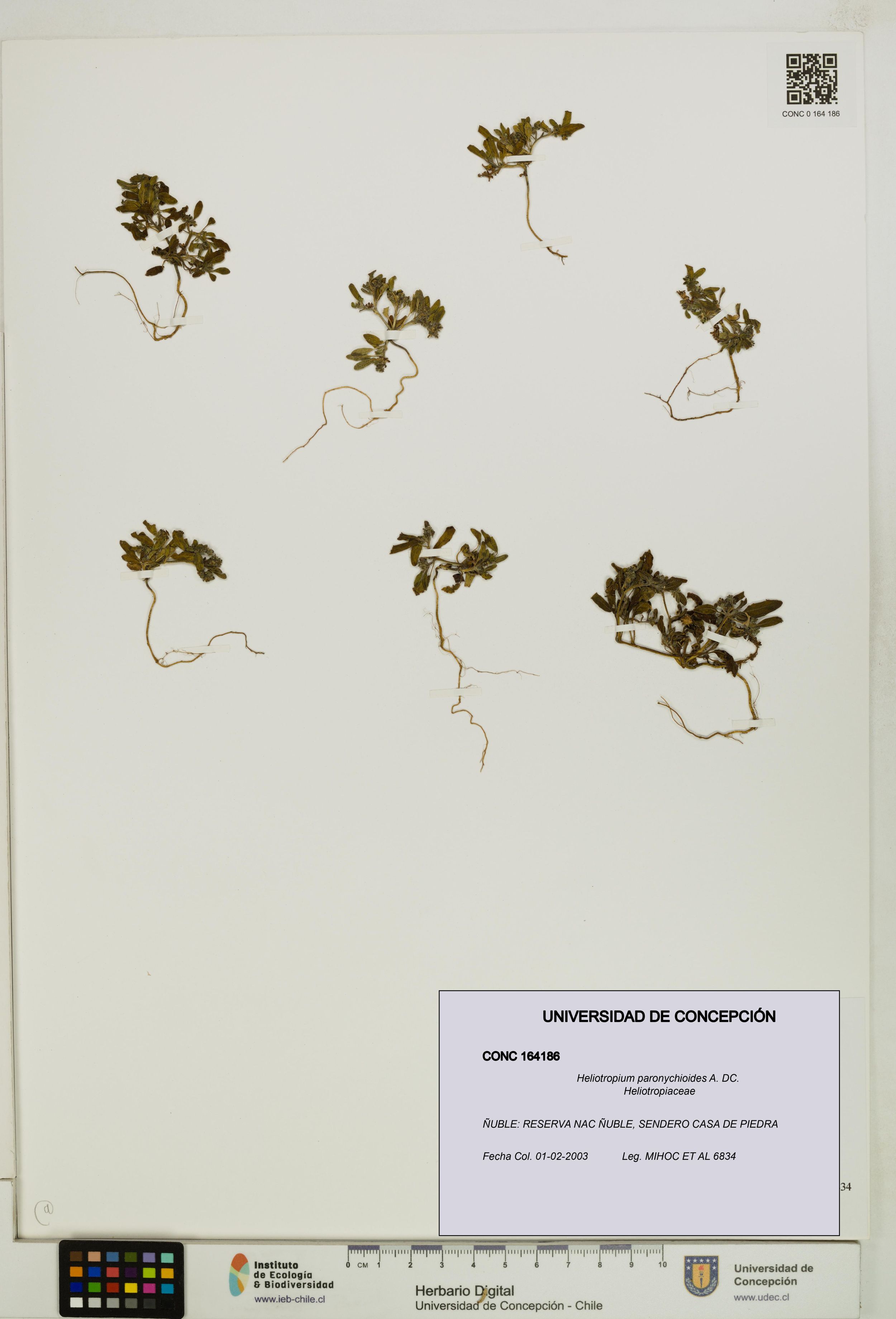 Heliotropium paronychioides [Espécimen: ]