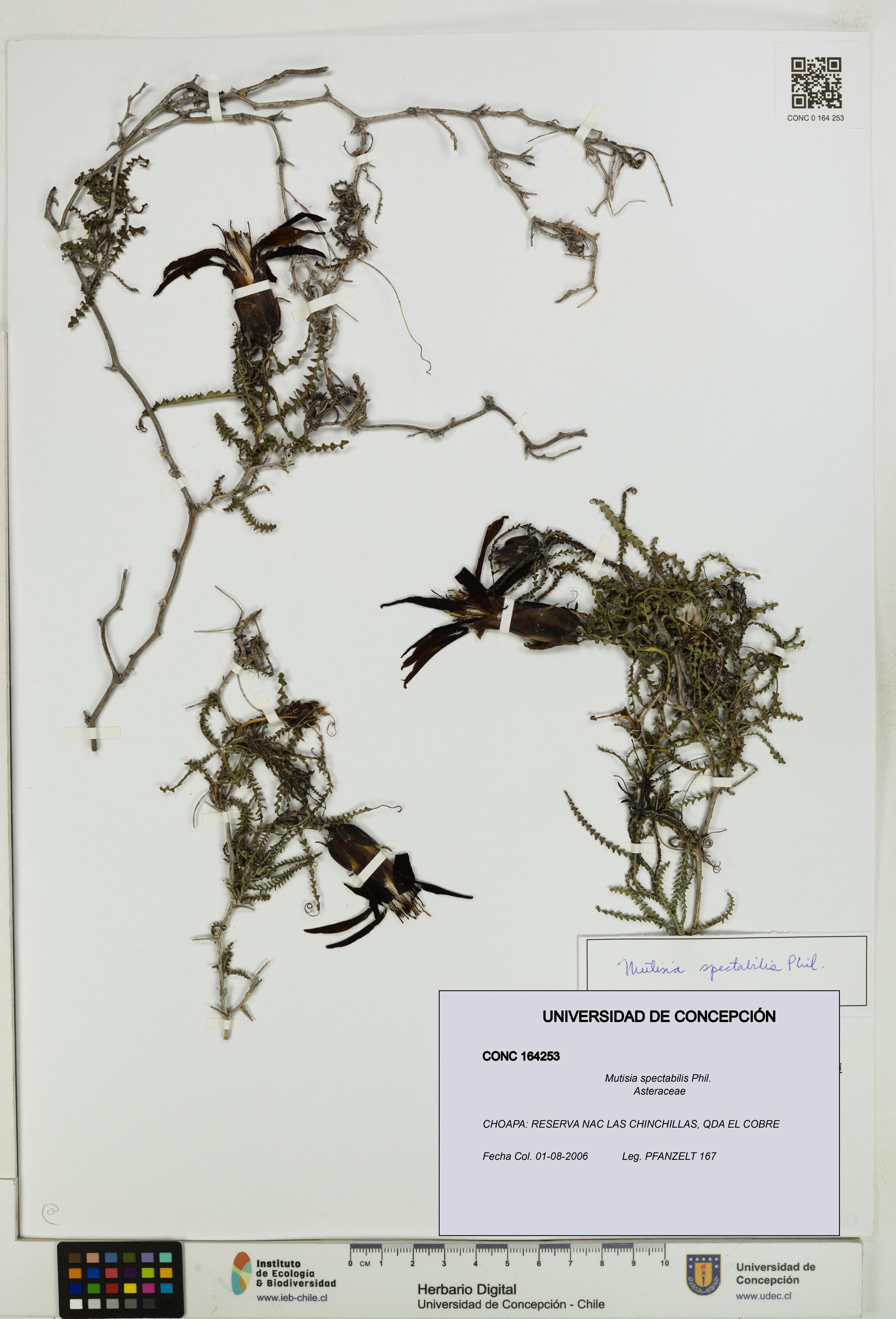 Mutisia spectabilis [Espécimen: ]