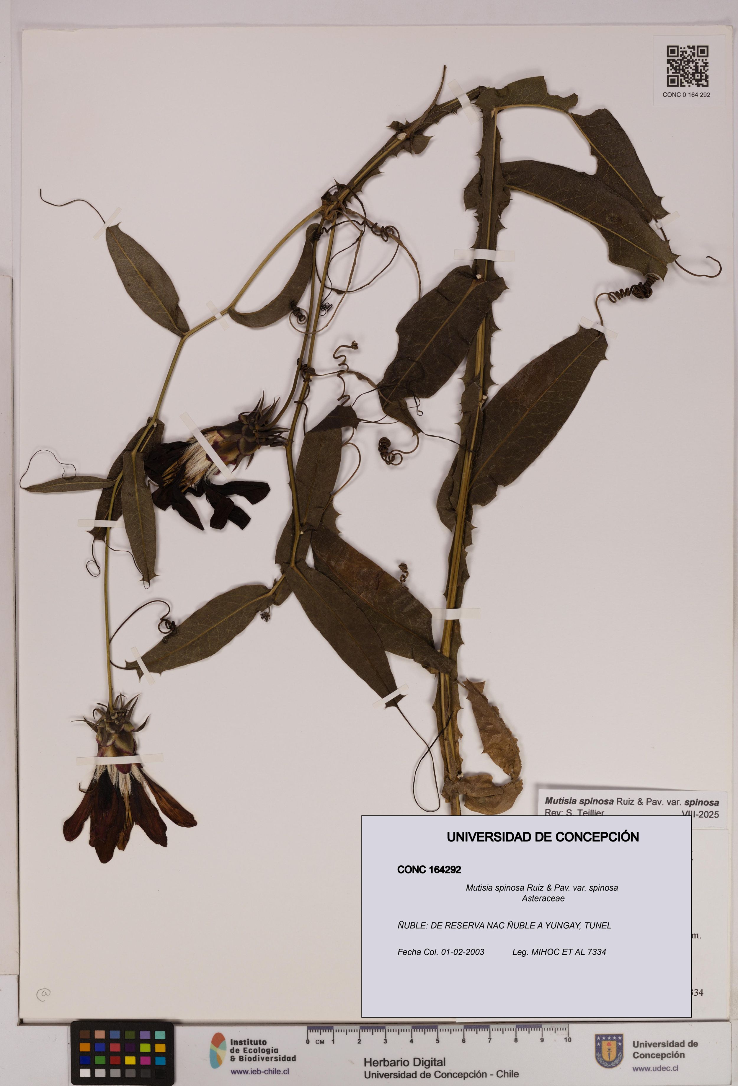 Mutisia spinosa var. spinosa [Espécimen: ]