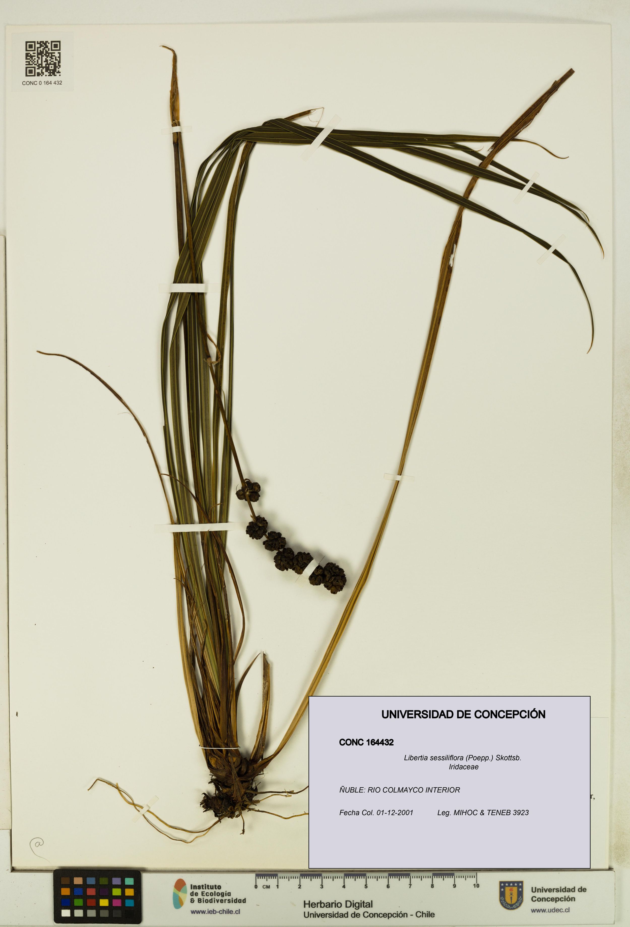 Libertia sessiliflora [Espécimen: ]