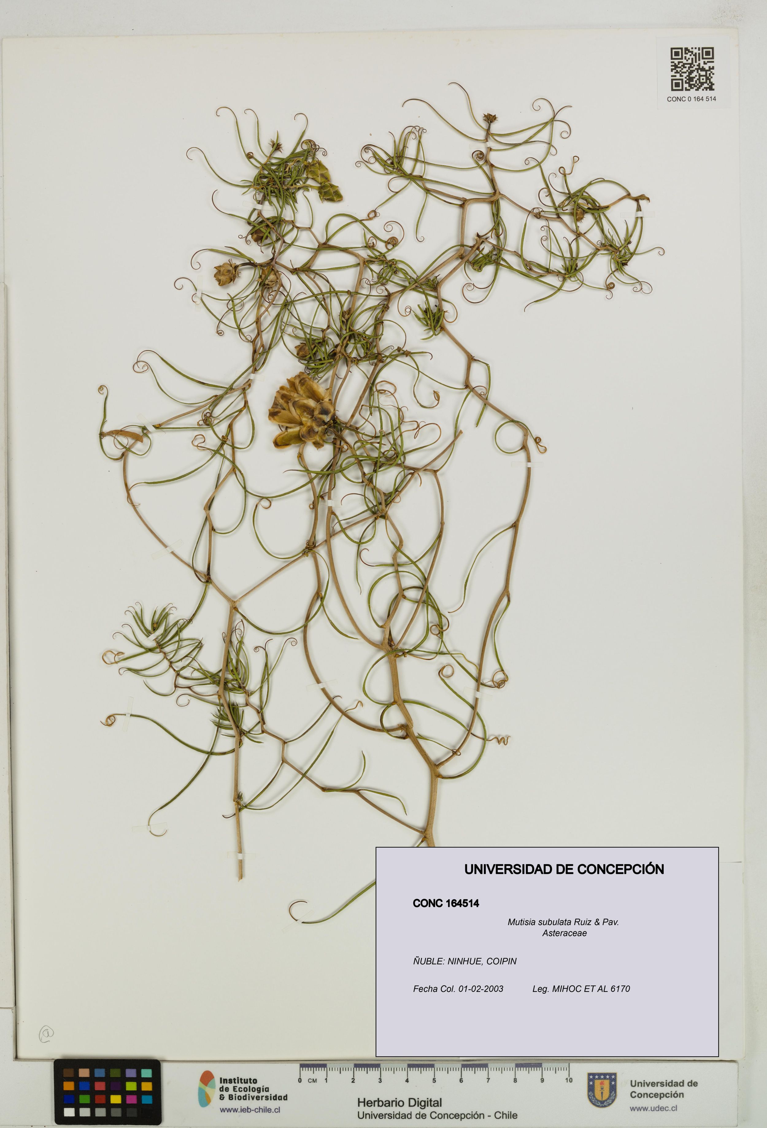 Mutisia subulata [Espécimen: ]