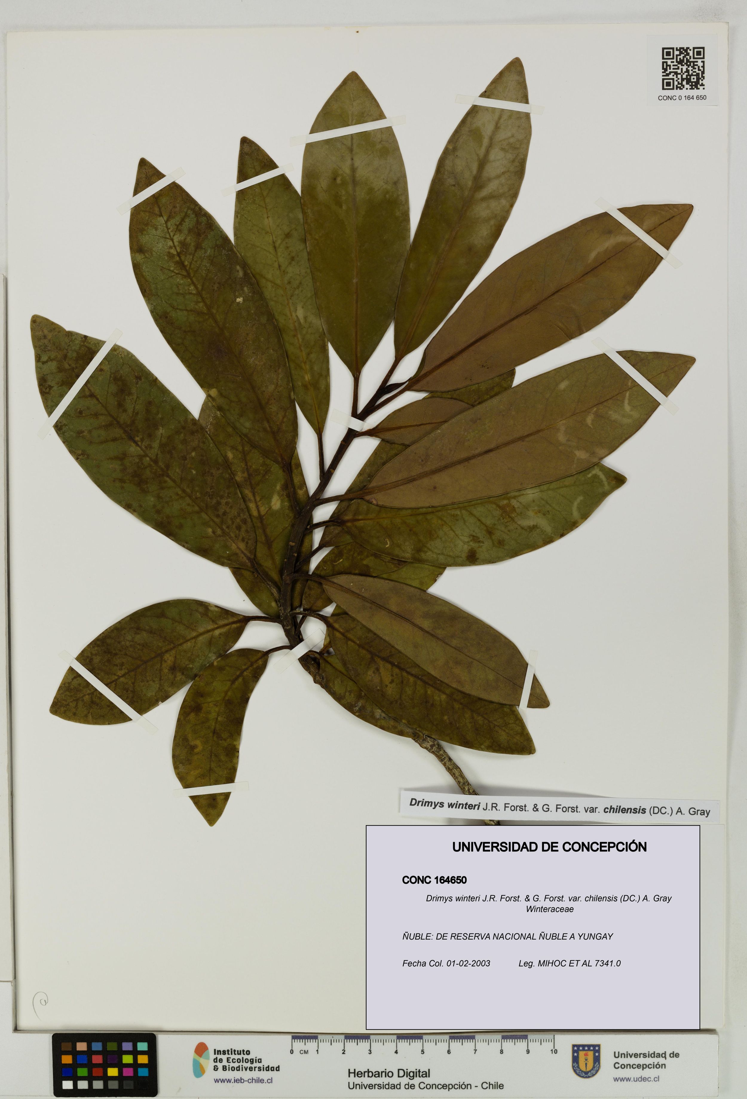 Drimys winteri var. chilensis [Espécimen: ]