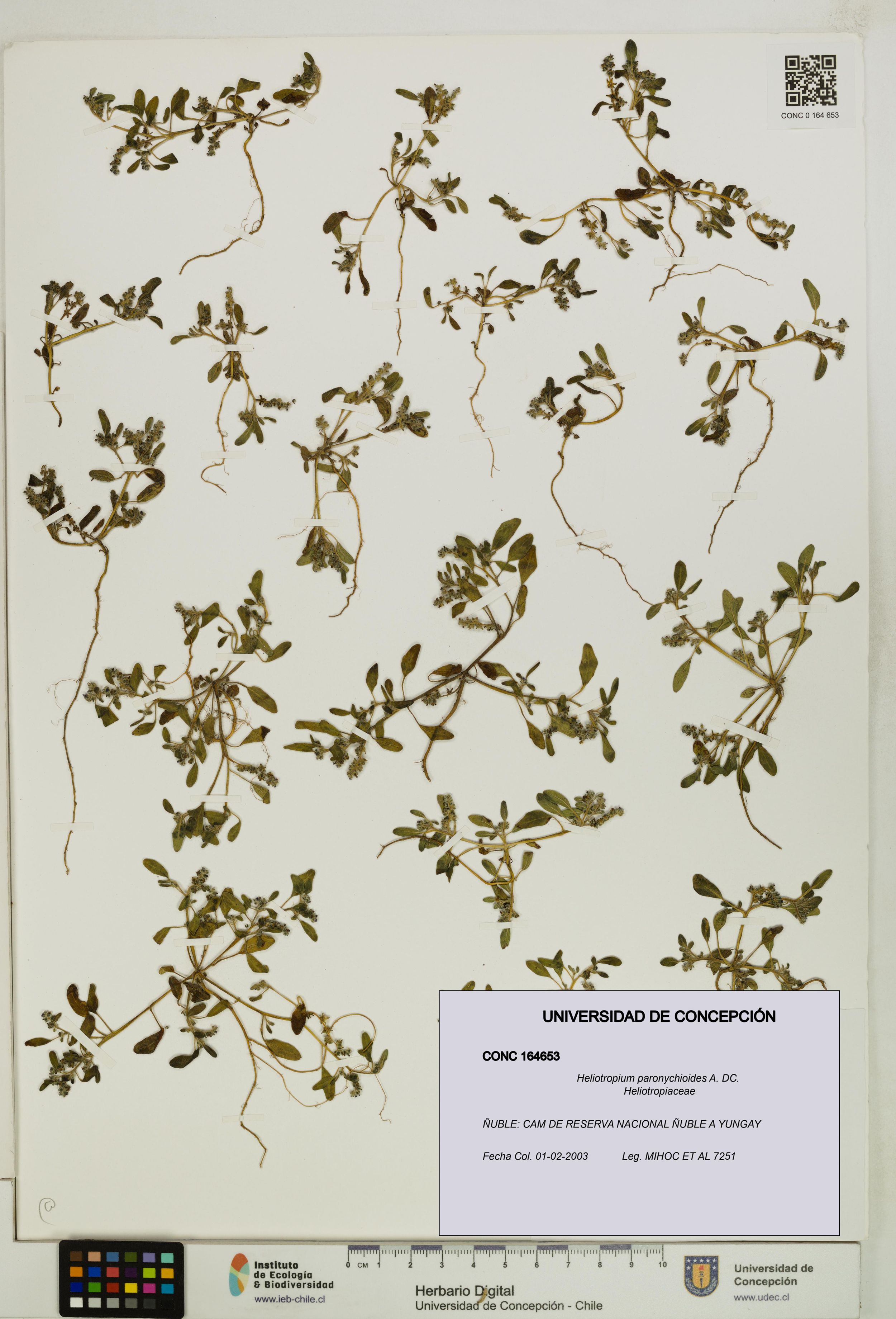 Heliotropium paronychioides [Espécimen: ]
