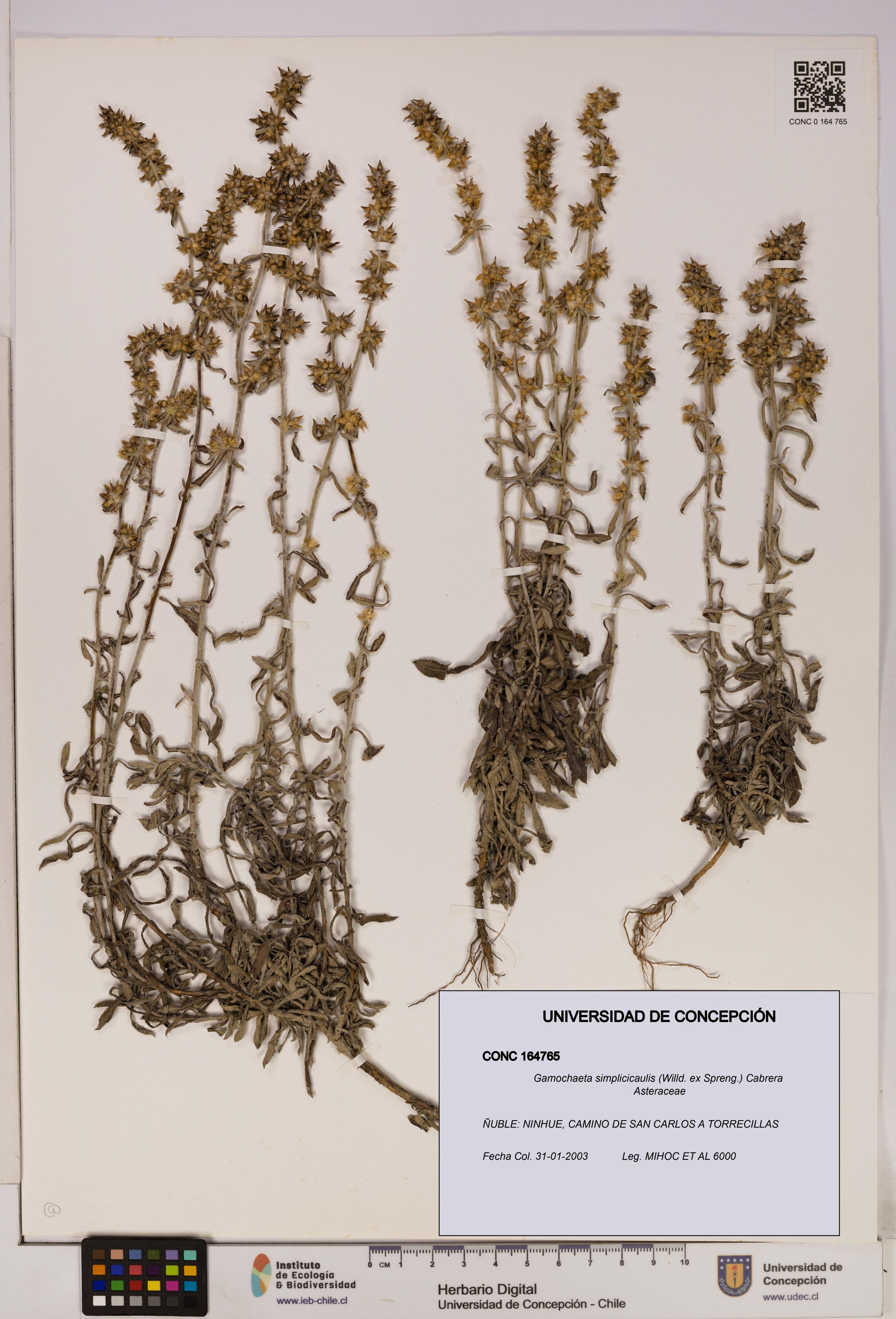 Gamochaeta simplicicaulis [Espécimen: ]
