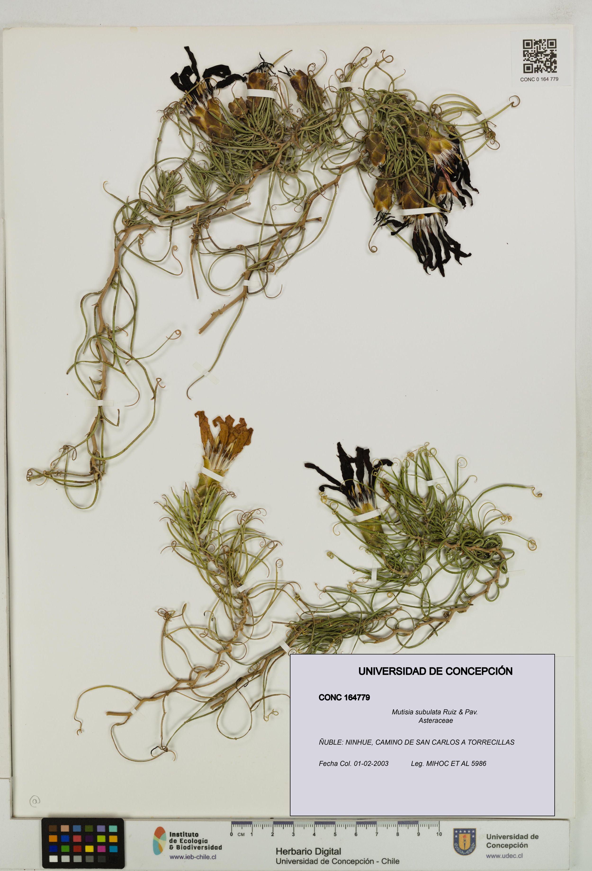 Mutisia subulata [Espécimen: ]