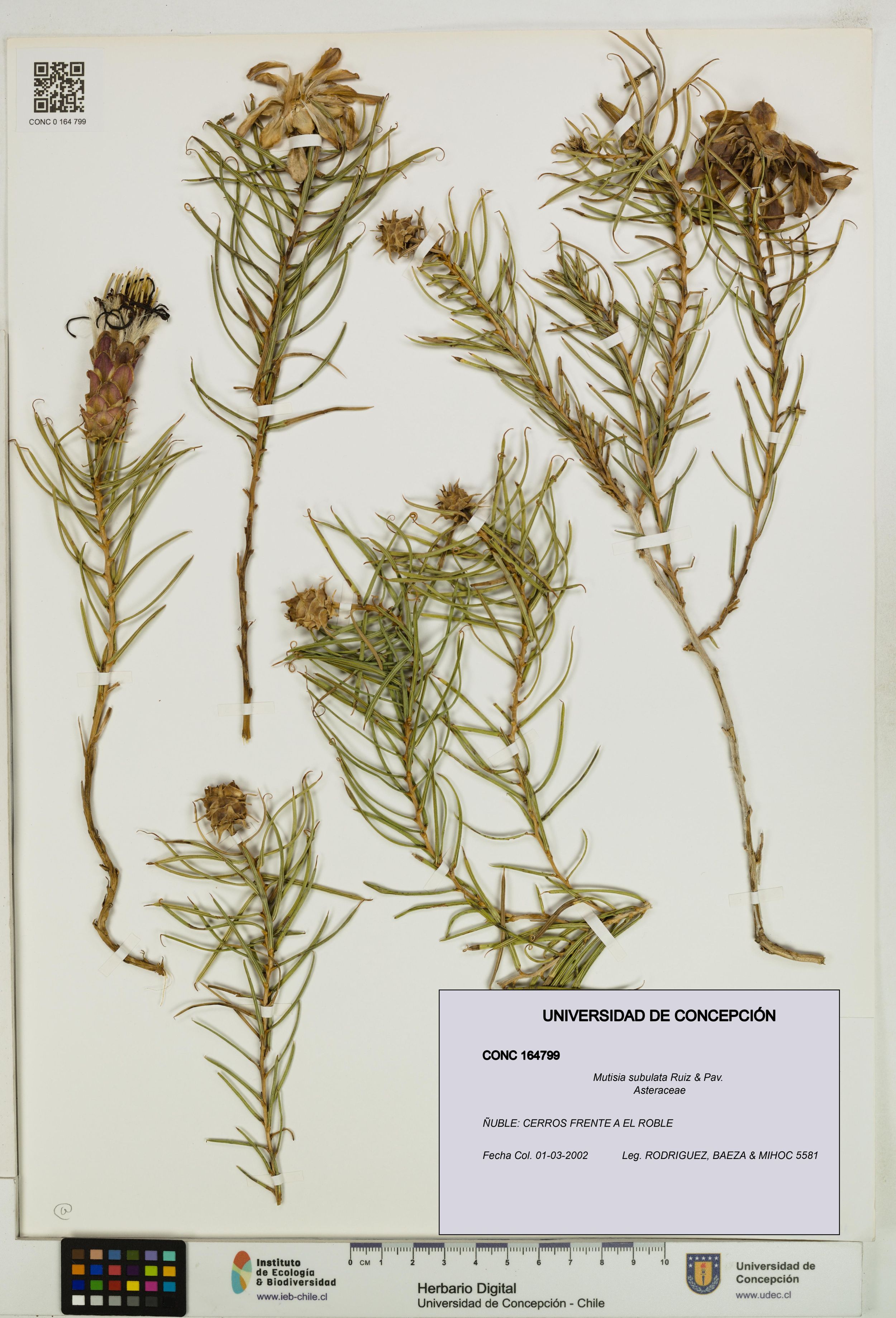 Mutisia subulata [Espécimen: ]