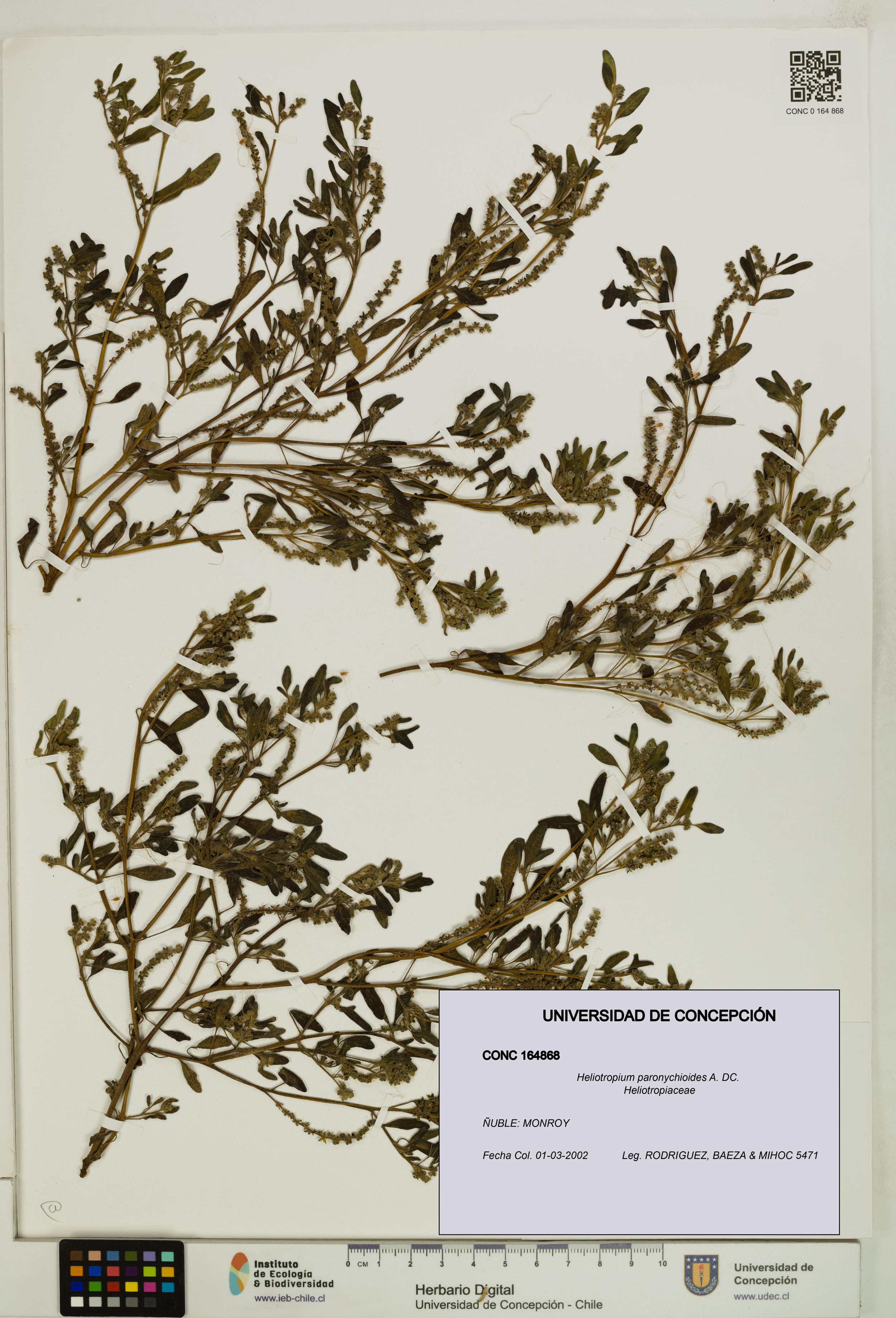 Heliotropium paronychioides [Espécimen: ]