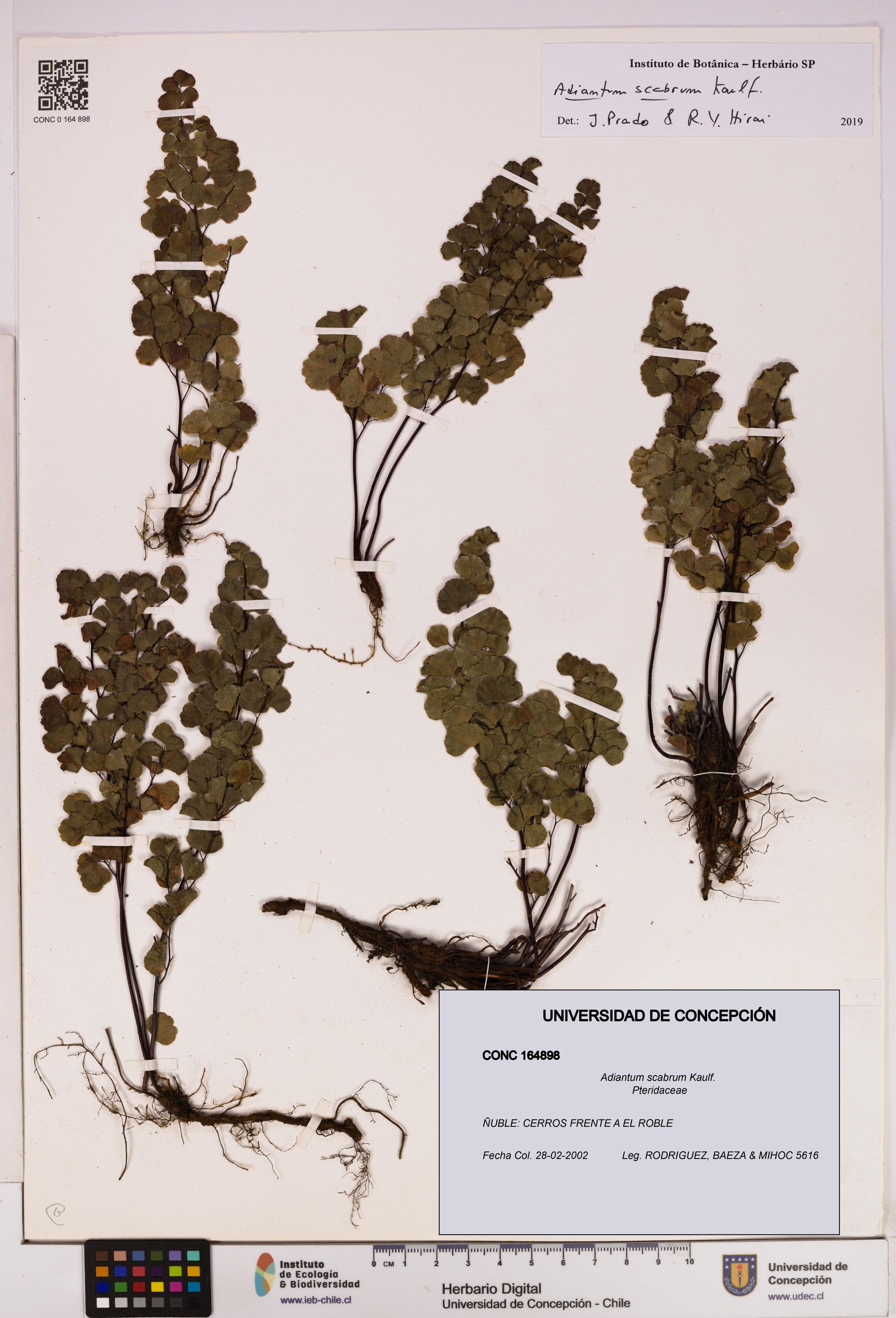 Adiantum scabrum [Espécimen: ]