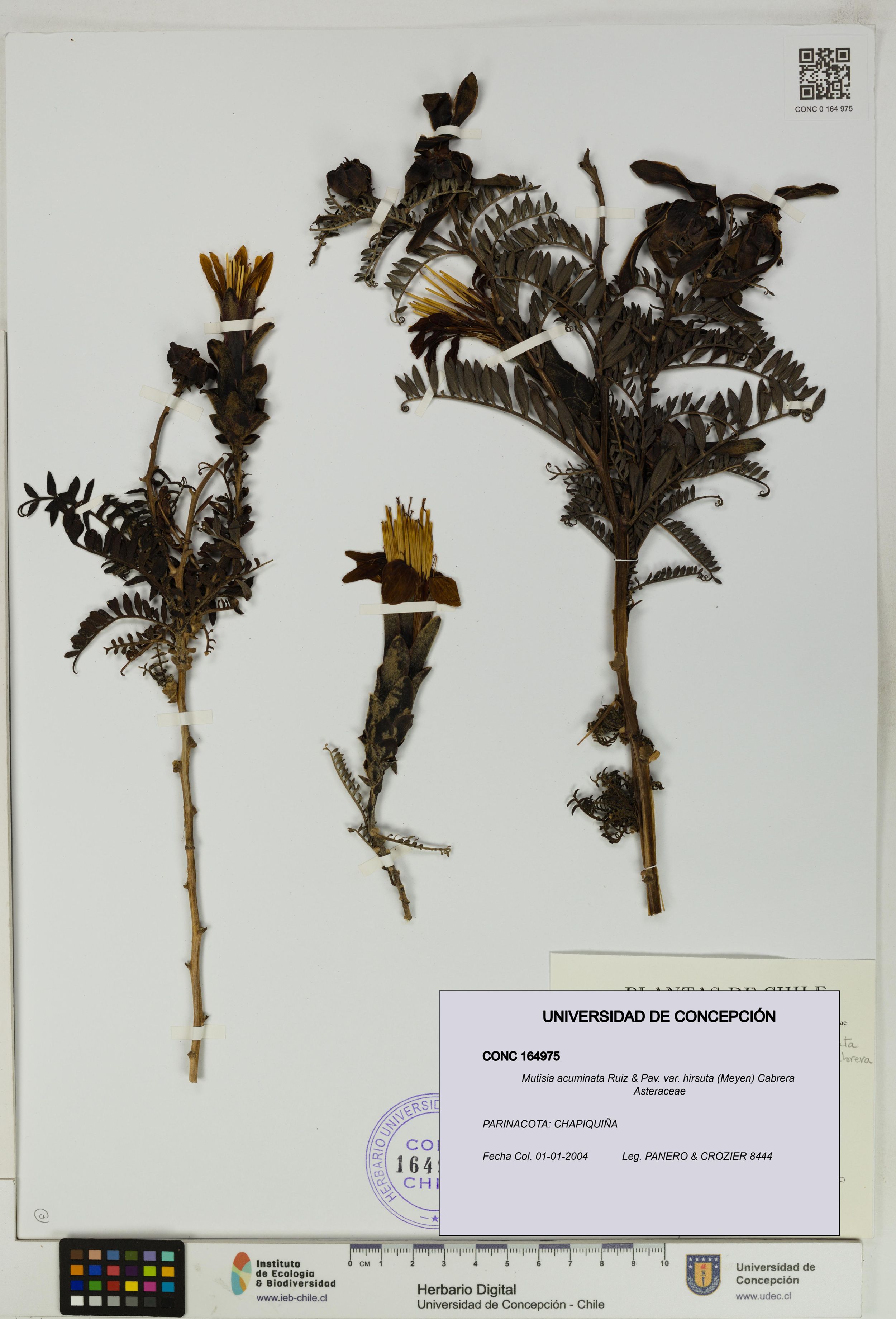 Mutisia acuminata var. hirsuta [Espécimen: ]