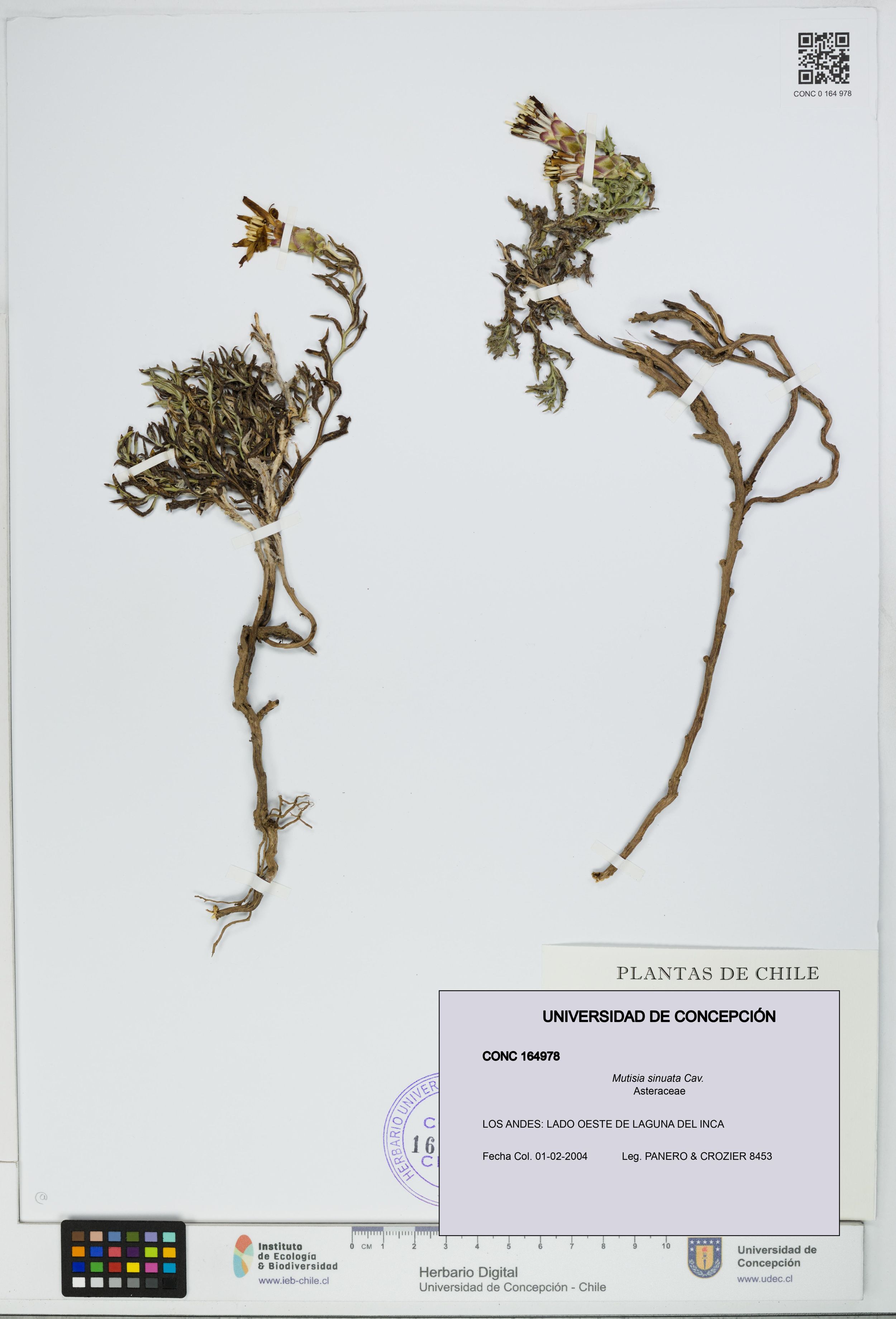 Mutisia sinuata [Espécimen: ]
