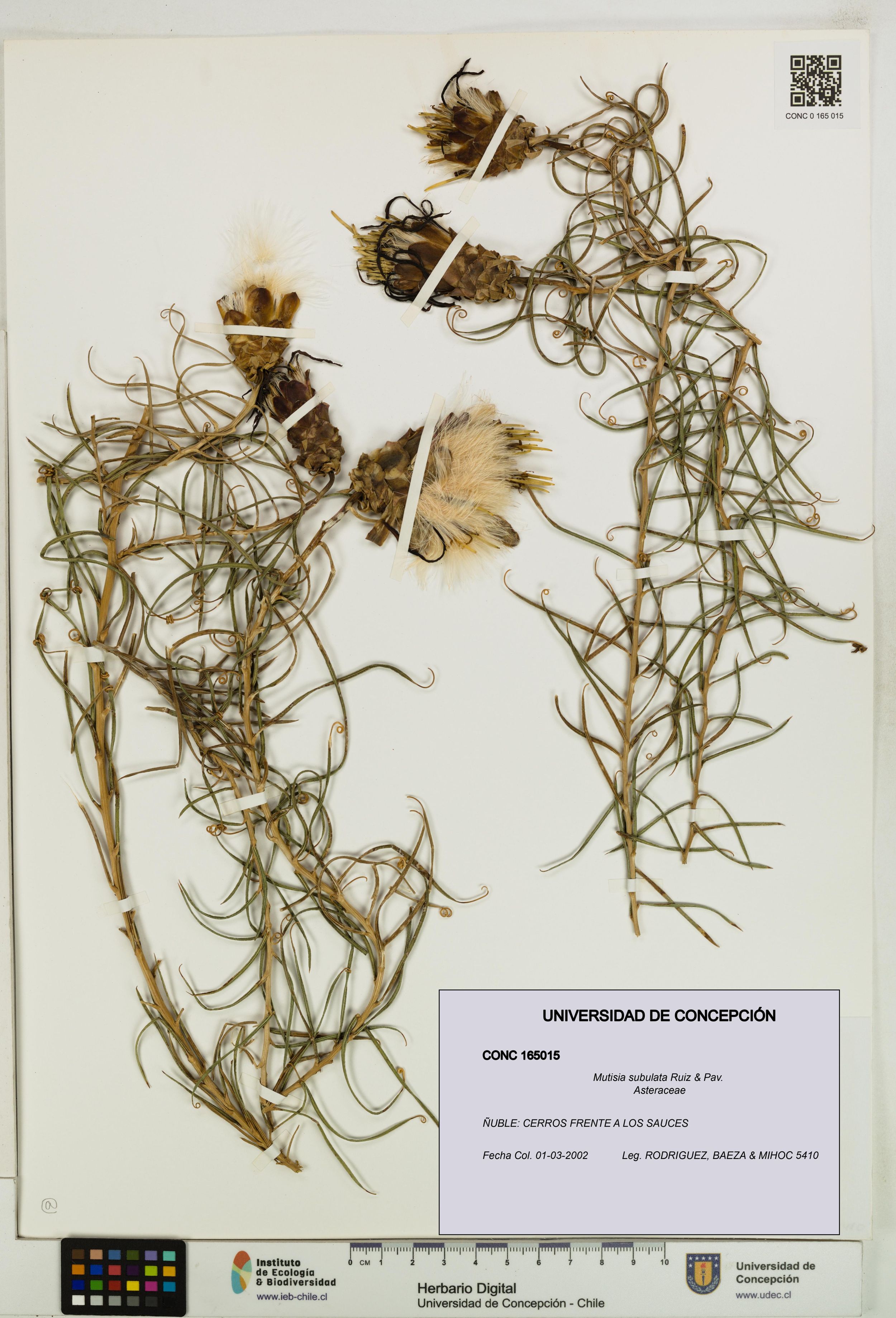 Mutisia subulata [Espécimen: ]