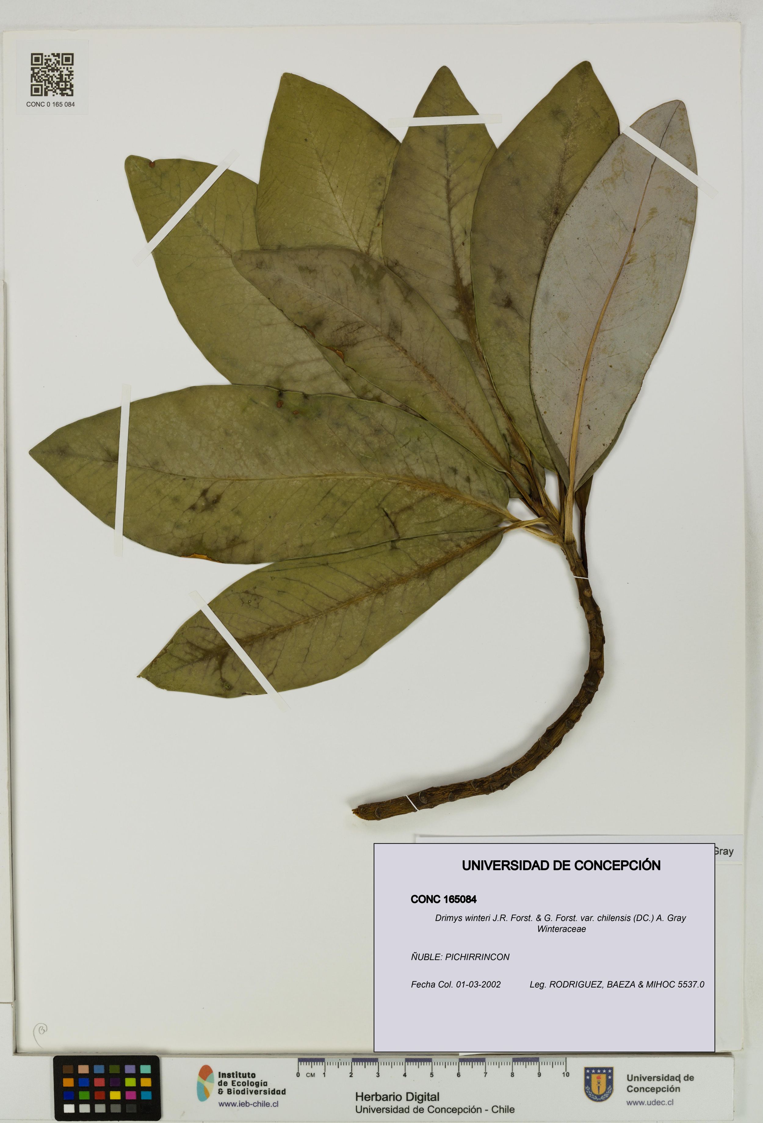 Drimys winteri var. chilensis [Espécimen: ]