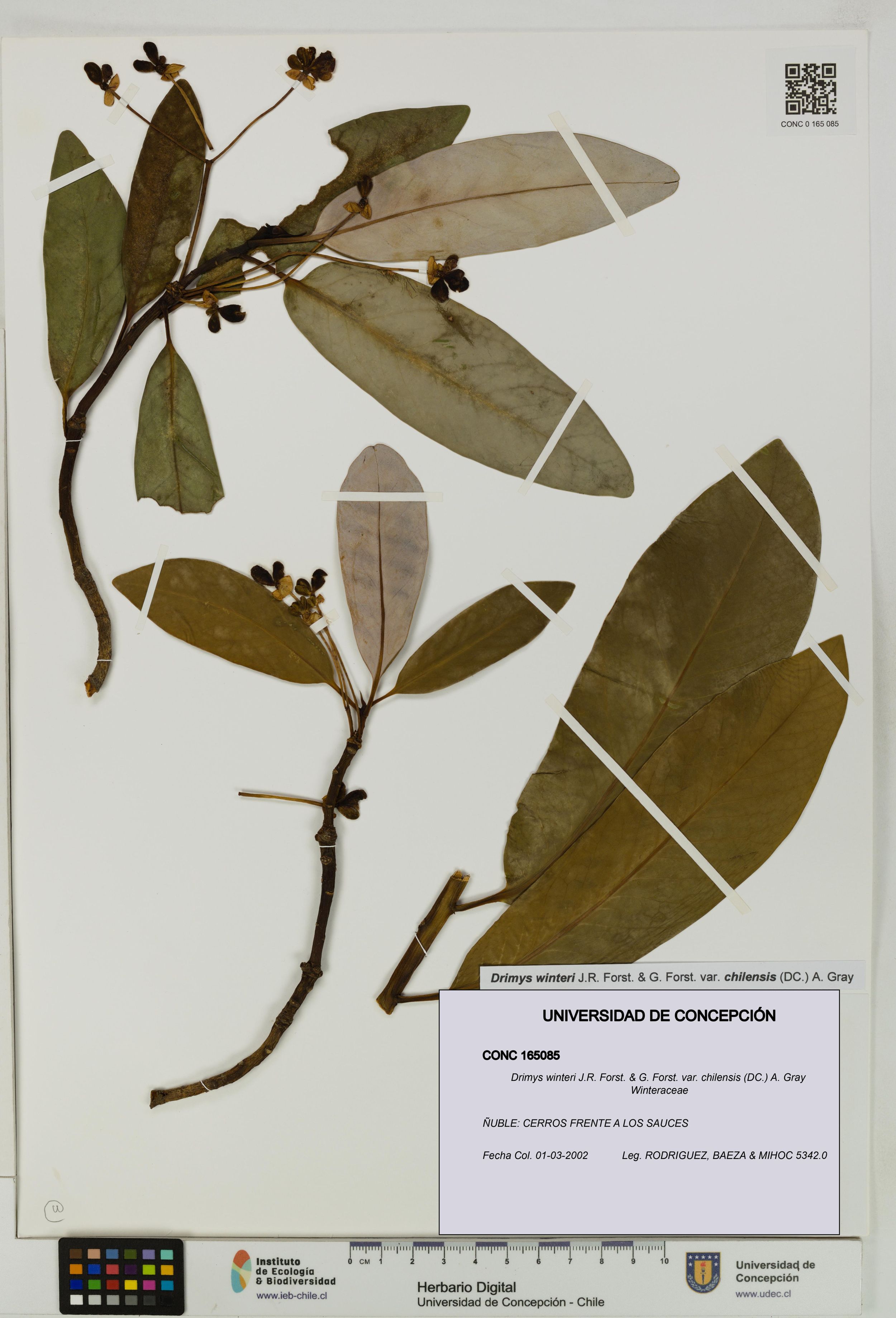 Drimys winteri var. chilensis [Espécimen: ]