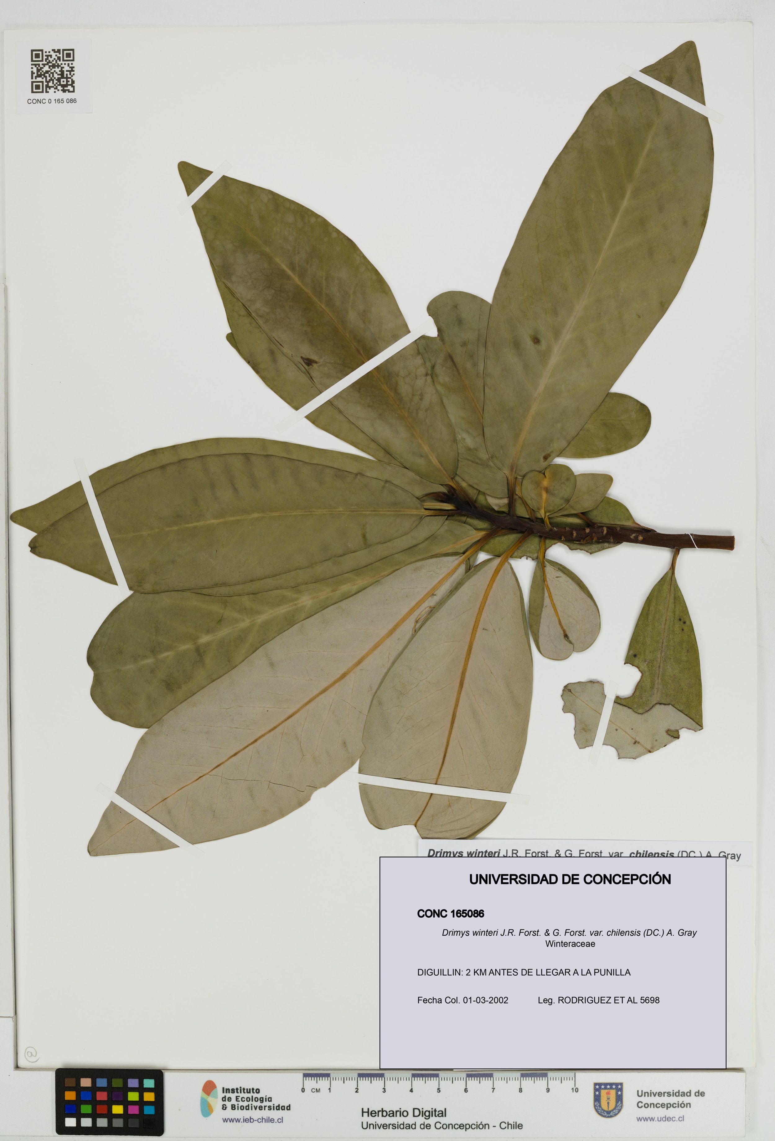Drimys winteri var. chilensis [Espécimen: ]