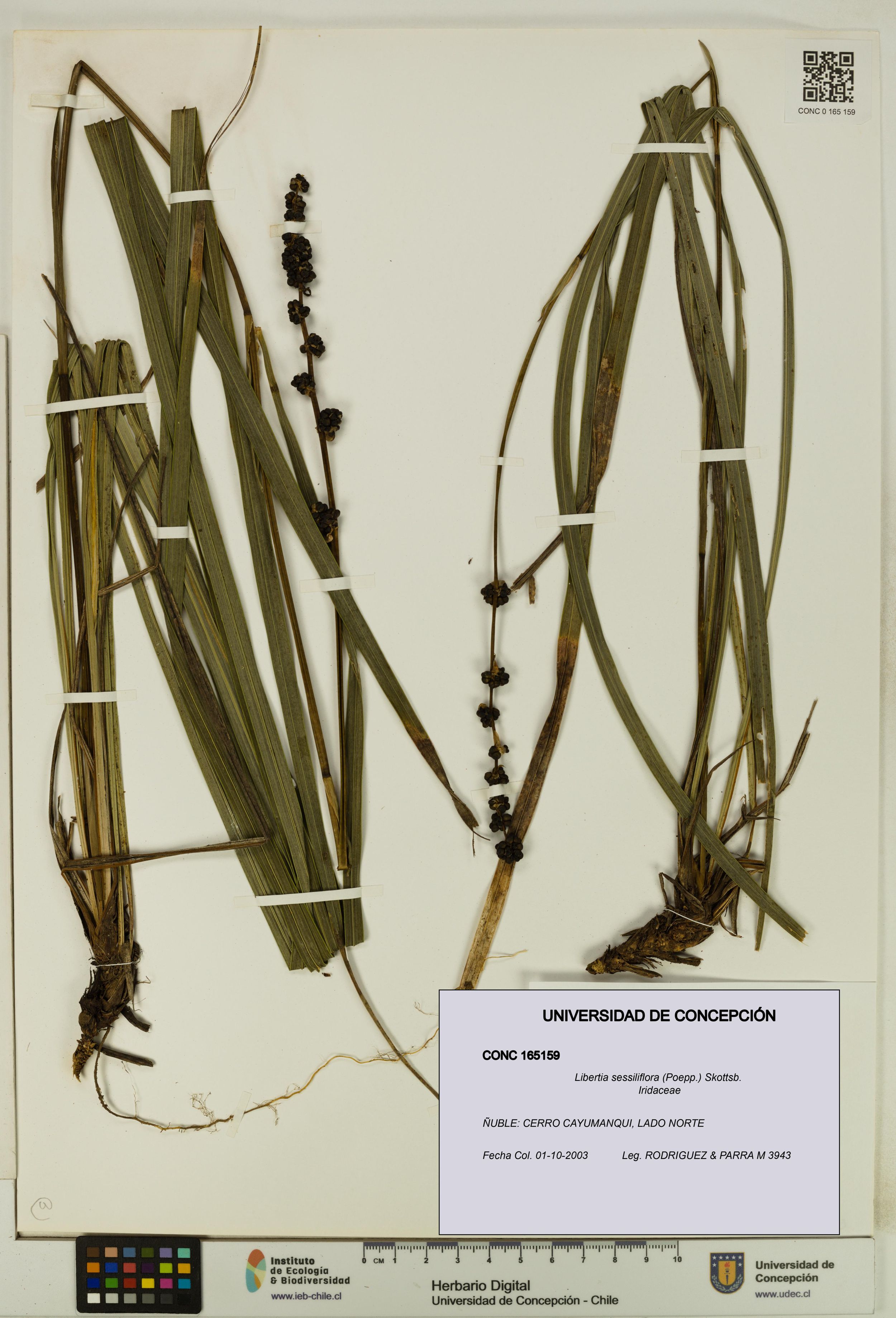 Libertia sessiliflora [Espécimen: ]
