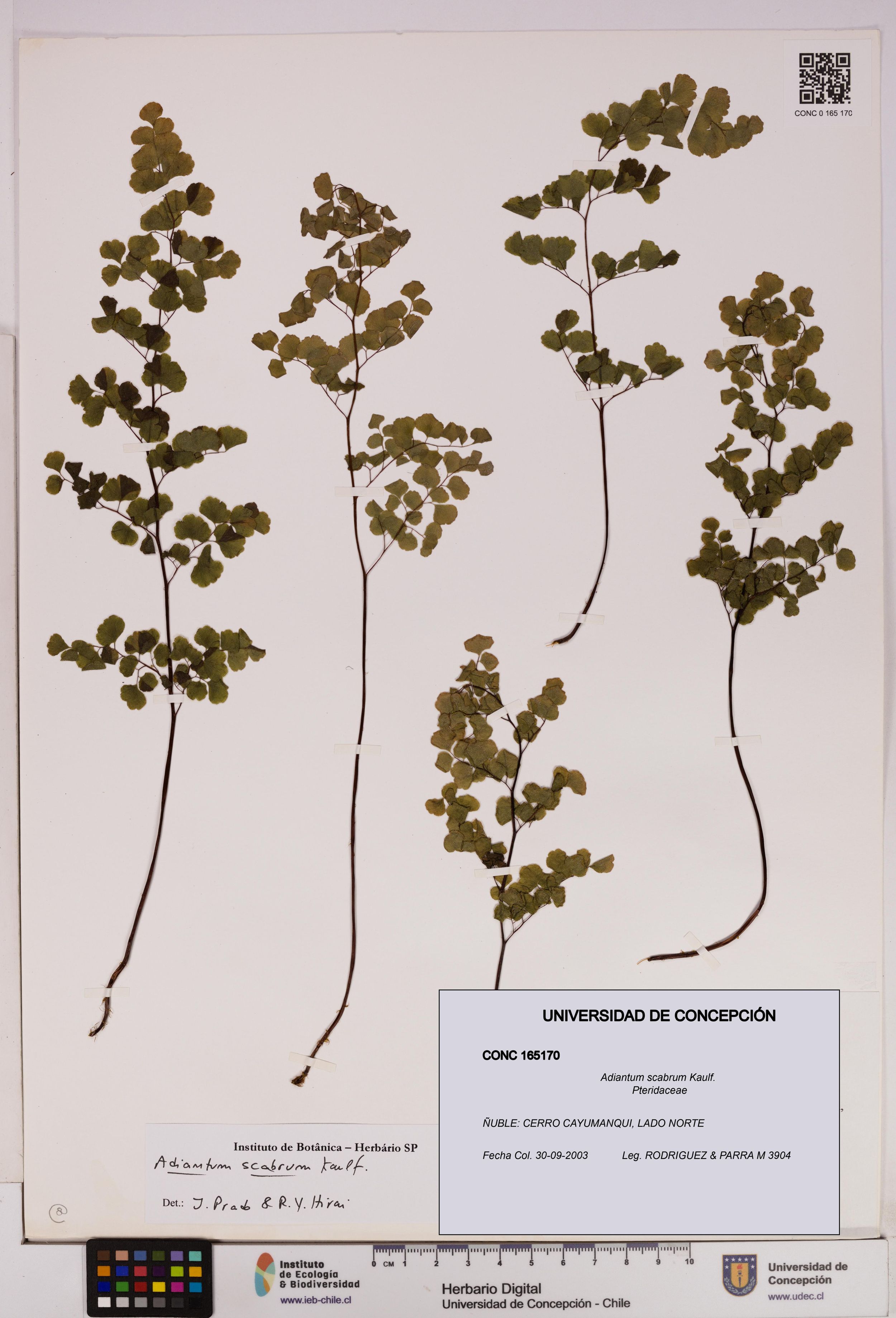 Adiantum scabrum [Espécimen: ]