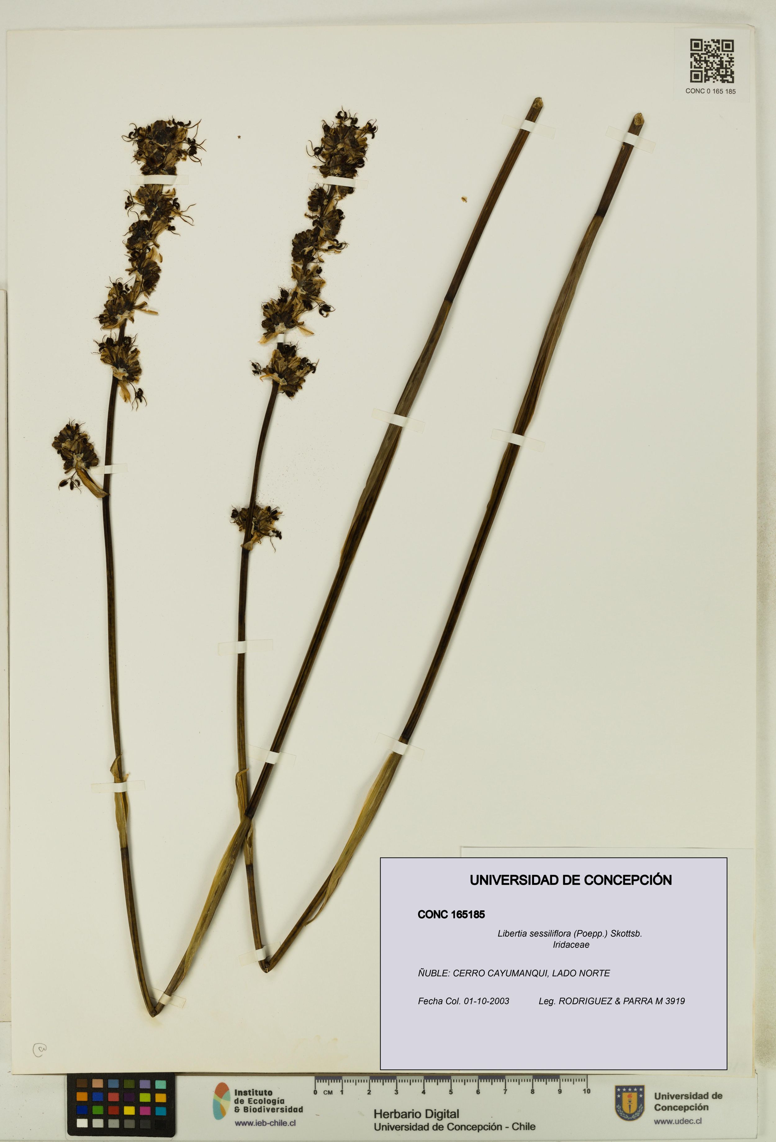 Libertia sessiliflora [Espécimen: ]