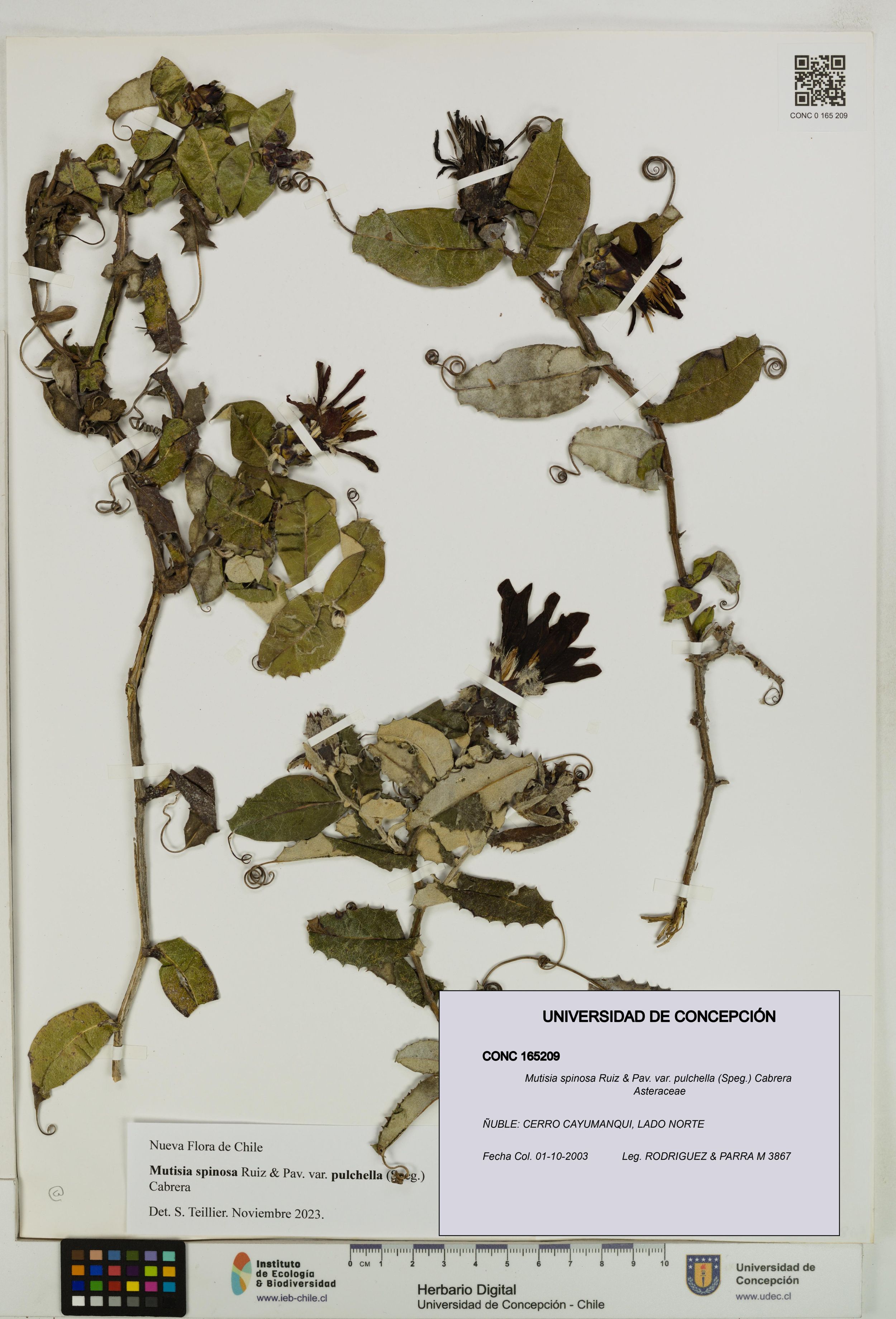 Mutisia spinosa var. pulchella [Espécimen: ]