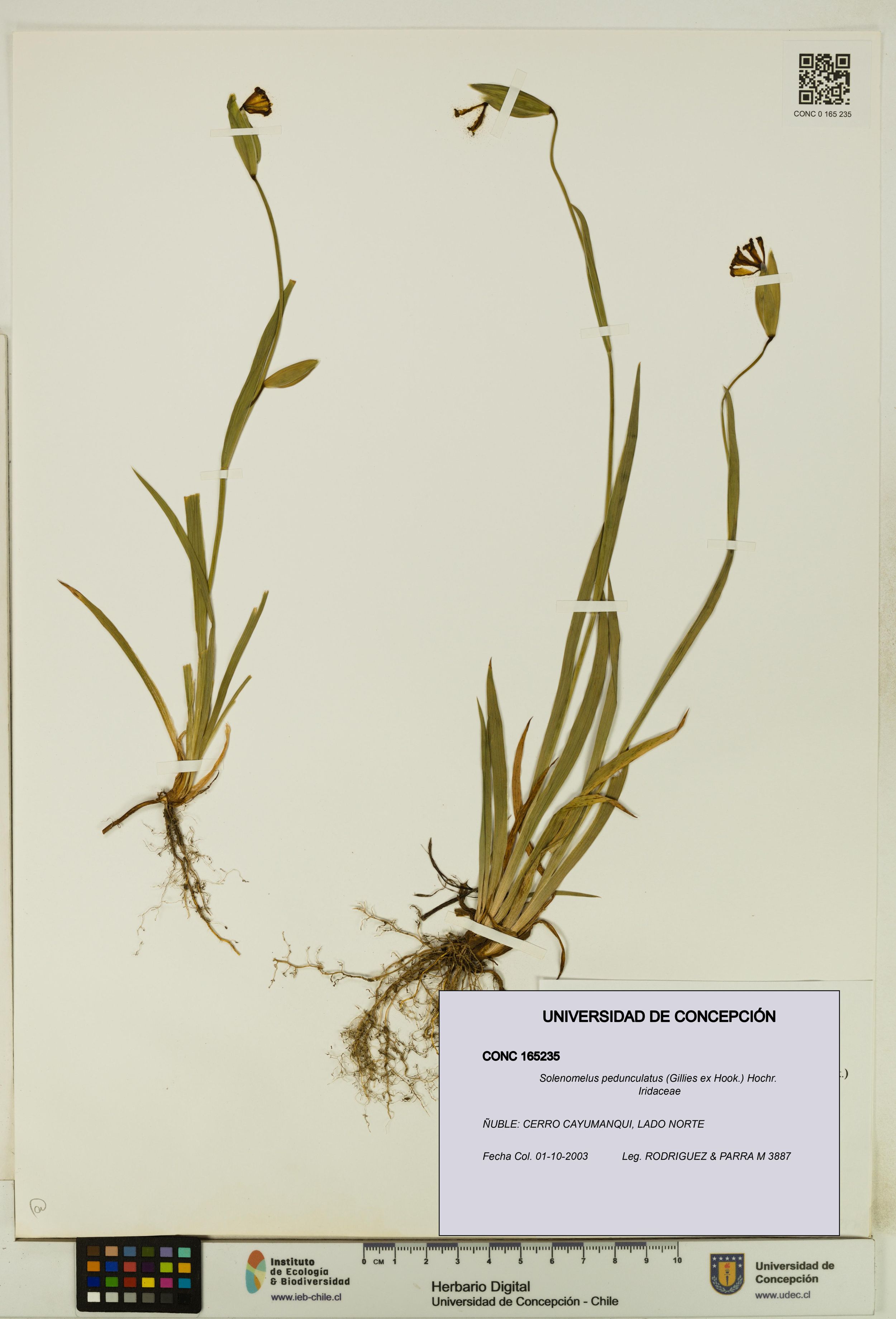 Solenomelus pedunculatus [Espécimen: ]