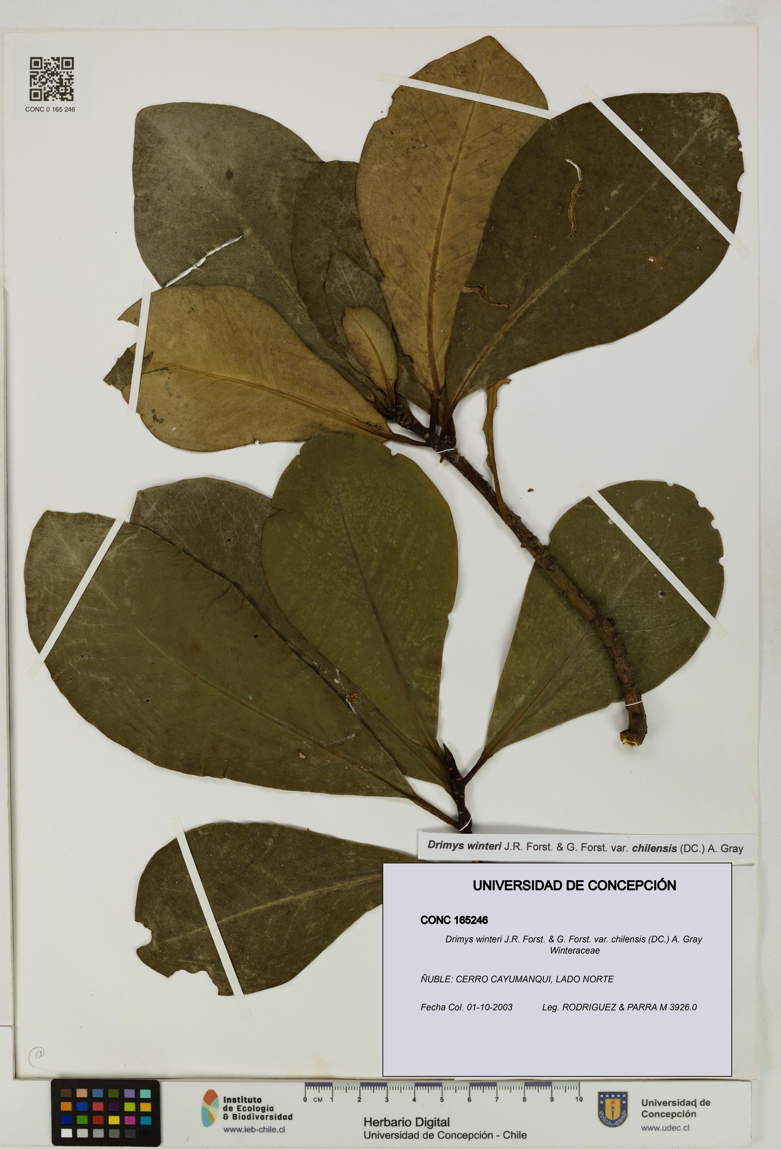 Drimys winteri var. chilensis [Espécimen: ]
