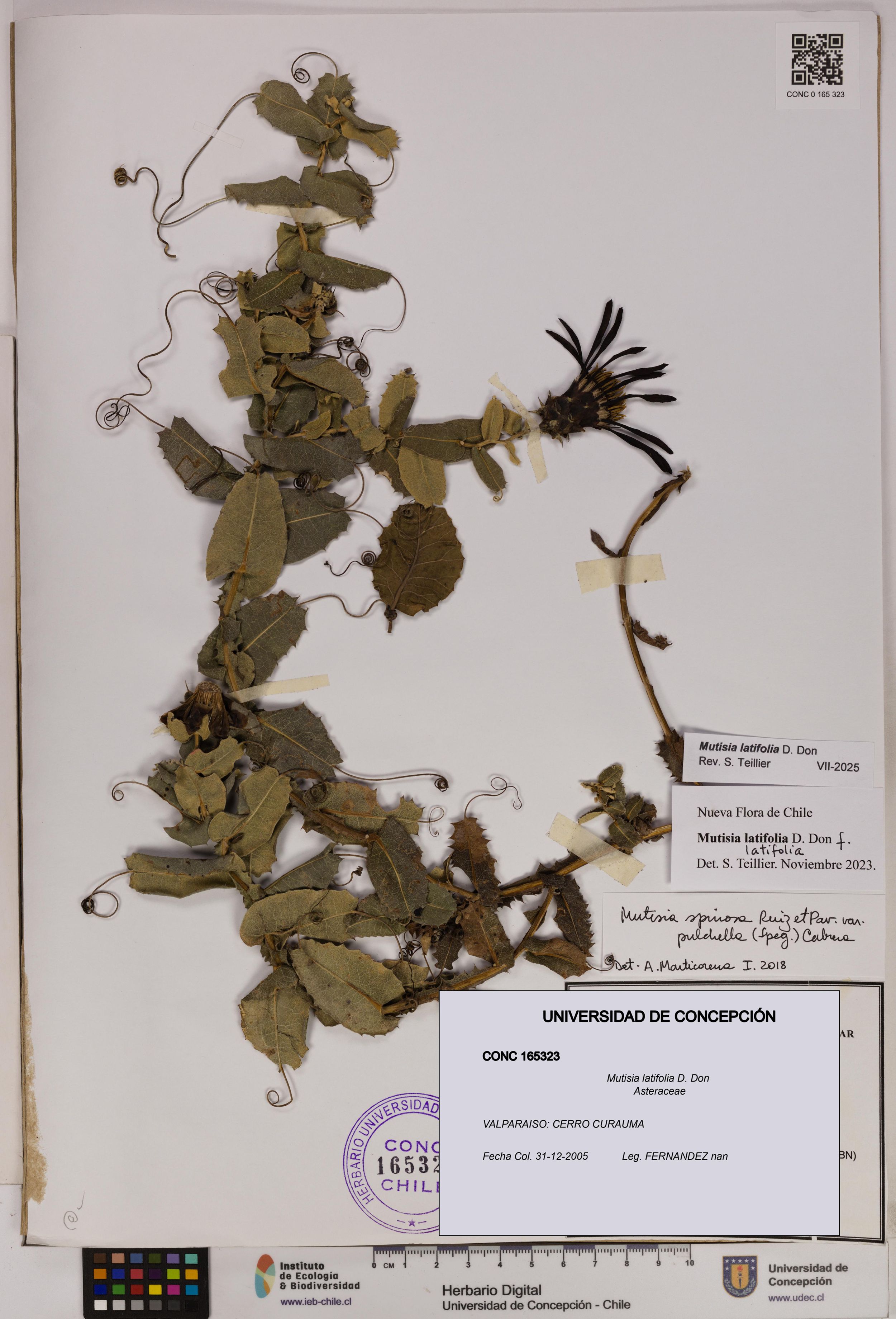 Mutisia latifolia [Espécimen: ]