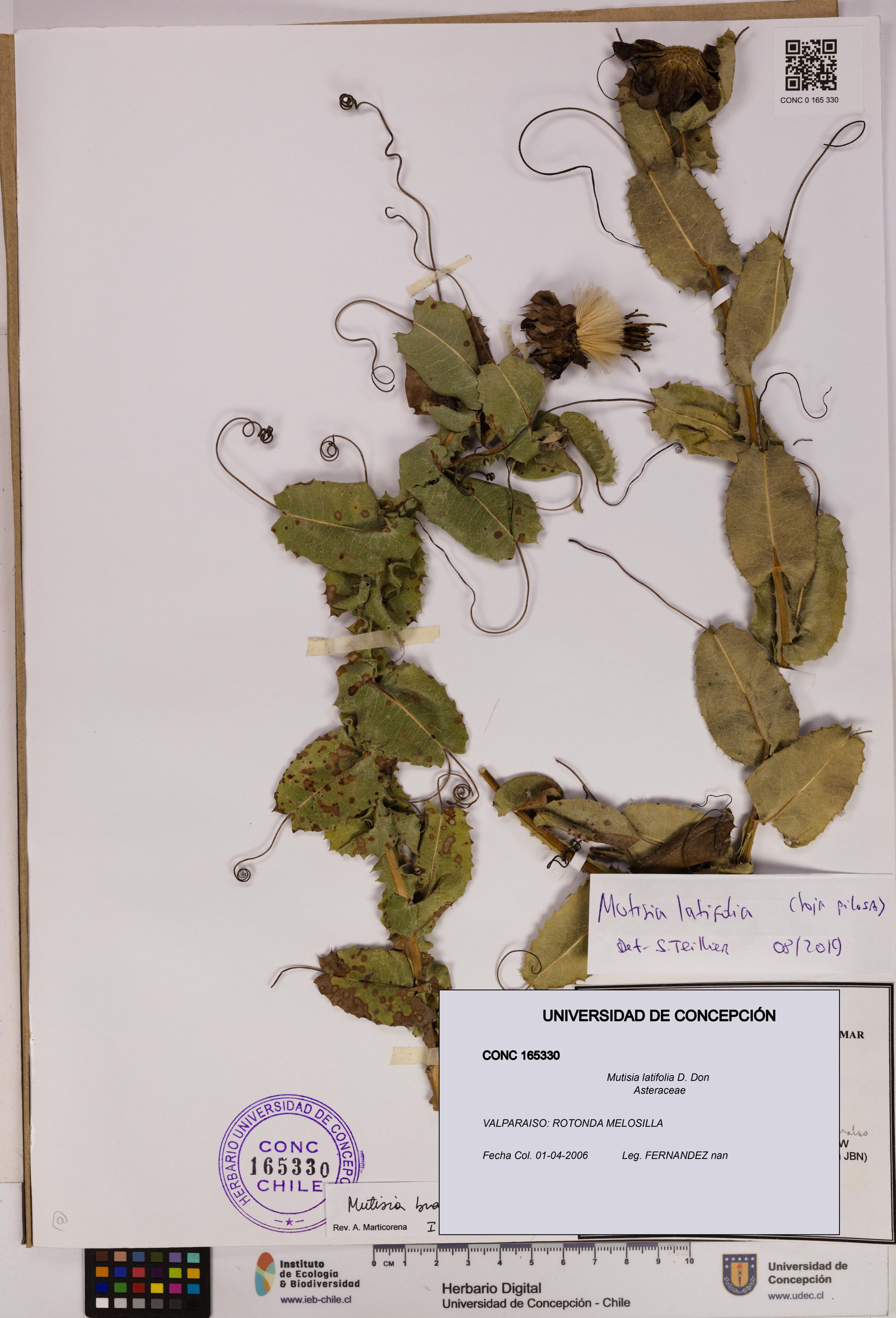 Mutisia latifolia [Espécimen: ]