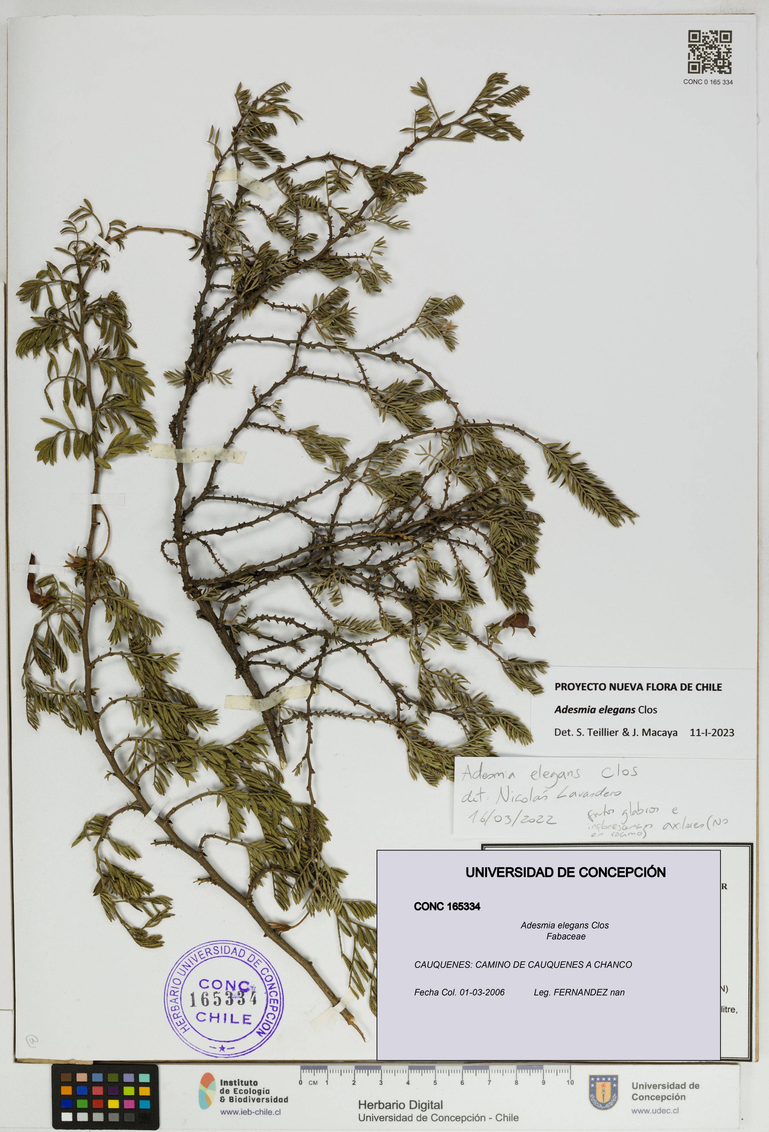 Adesmia elegans [Espécimen: ]