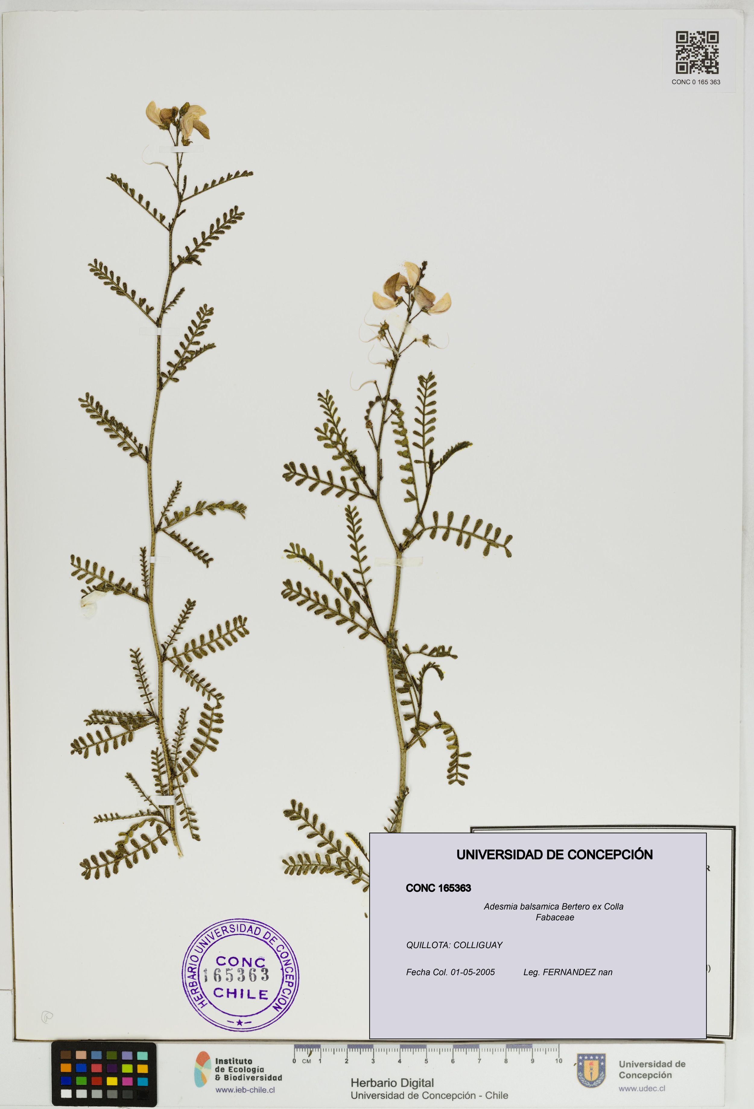 Adesmia balsamica [Espécimen: ]