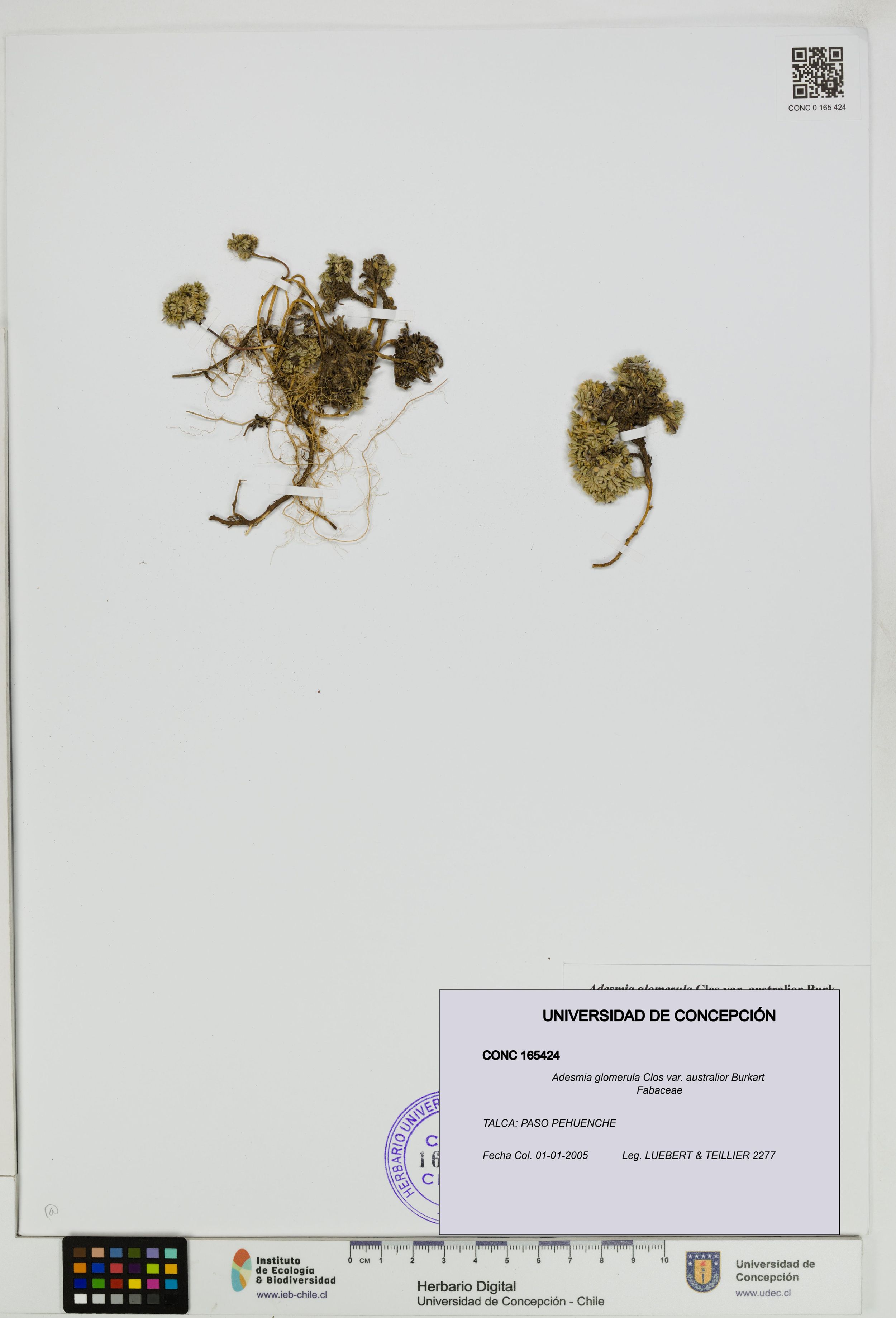 Adesmia glomerula var. australior [Espécimen: ]