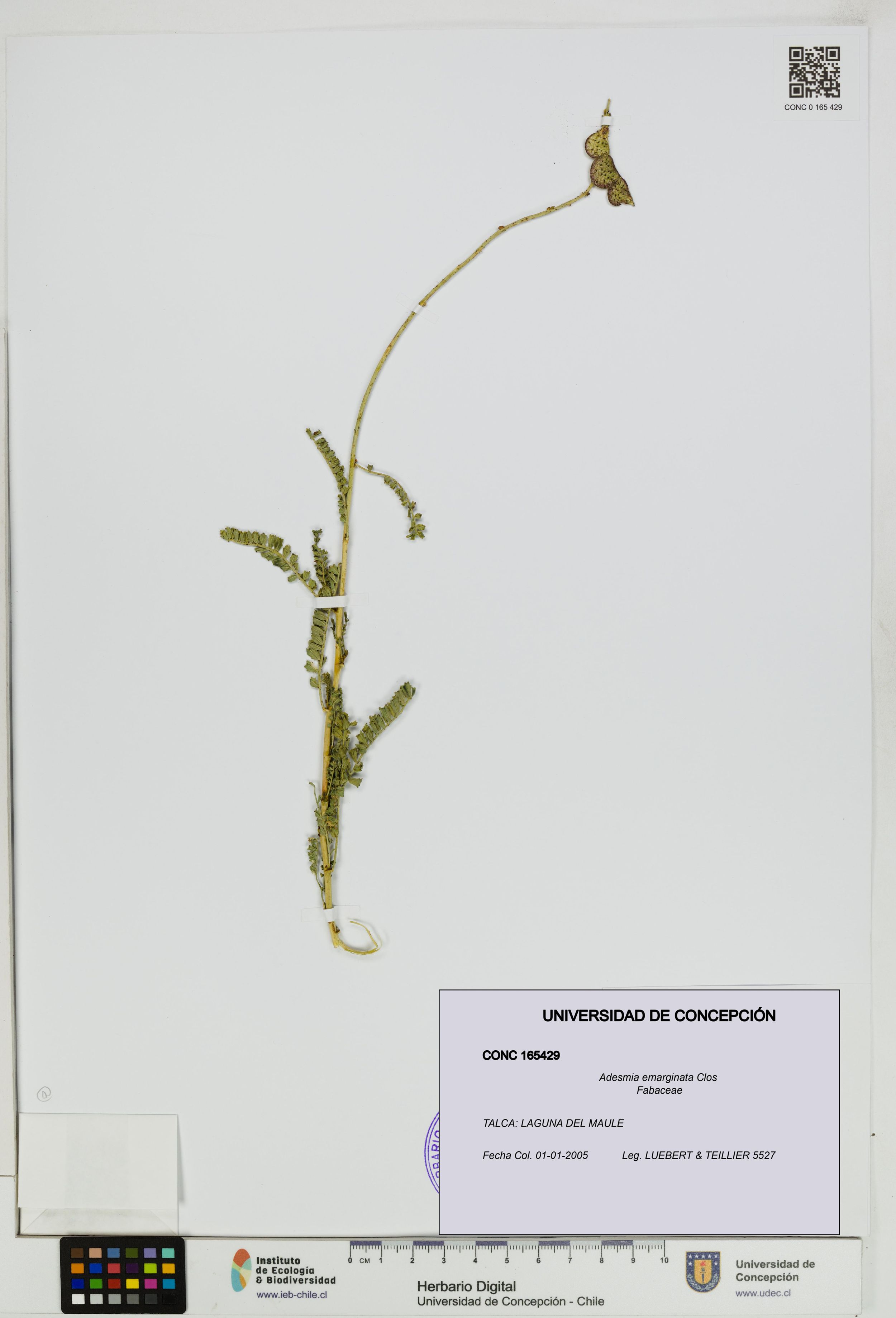 Adesmia emarginata [Espécimen: ]