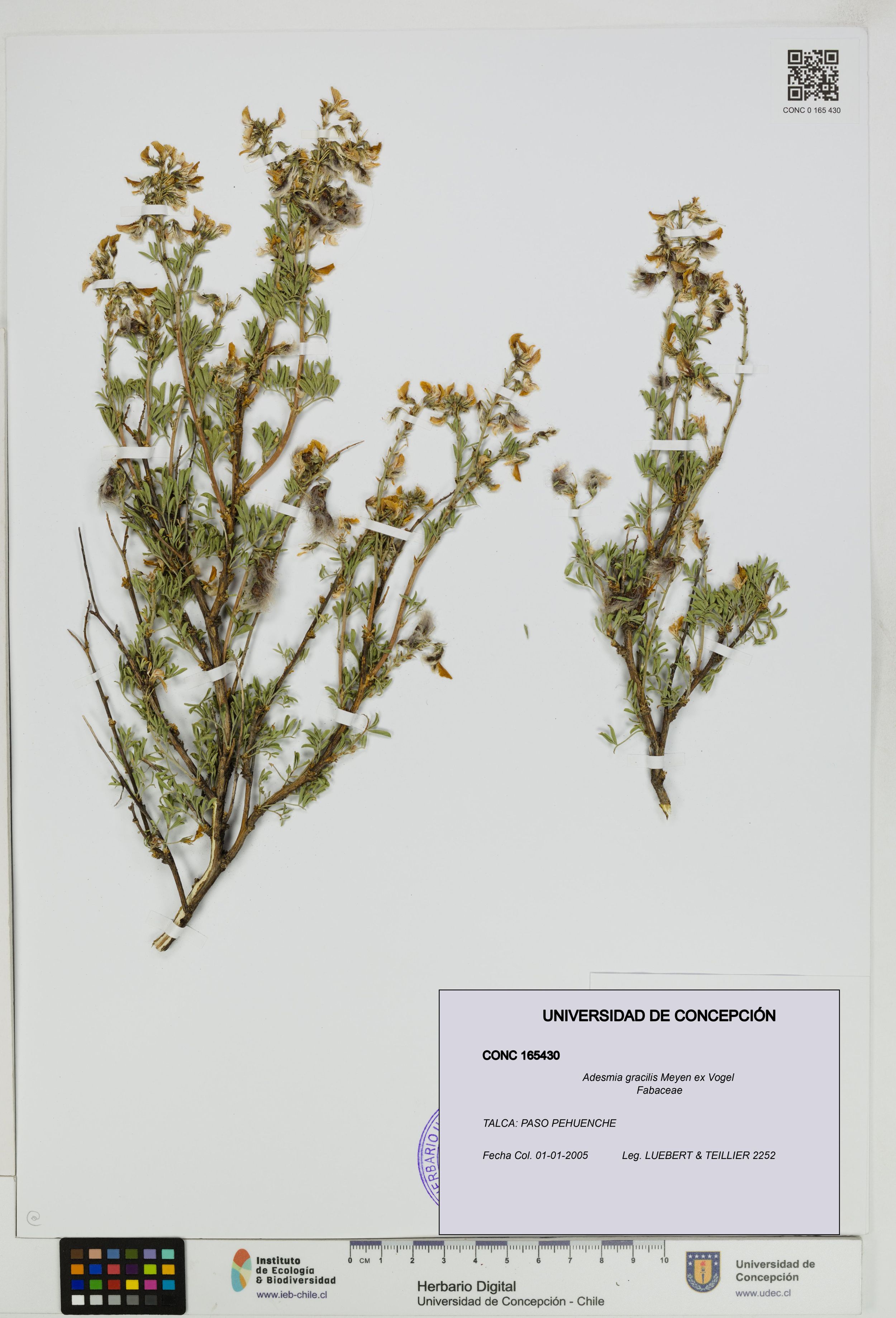 Adesmia gracilis [Espécimen: ]