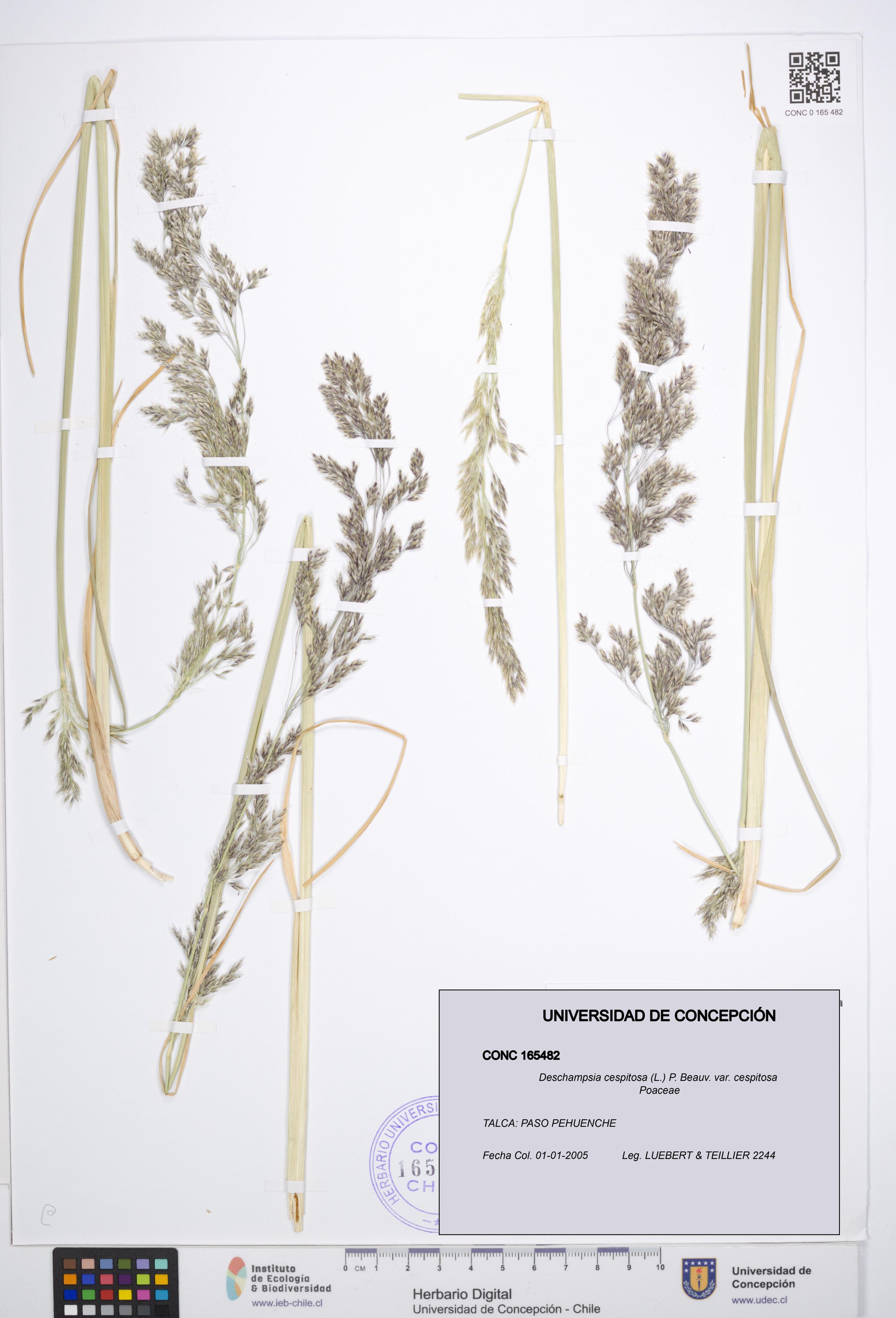 Deschampsia cespitosa var. cespitosa [Espécimen: ]