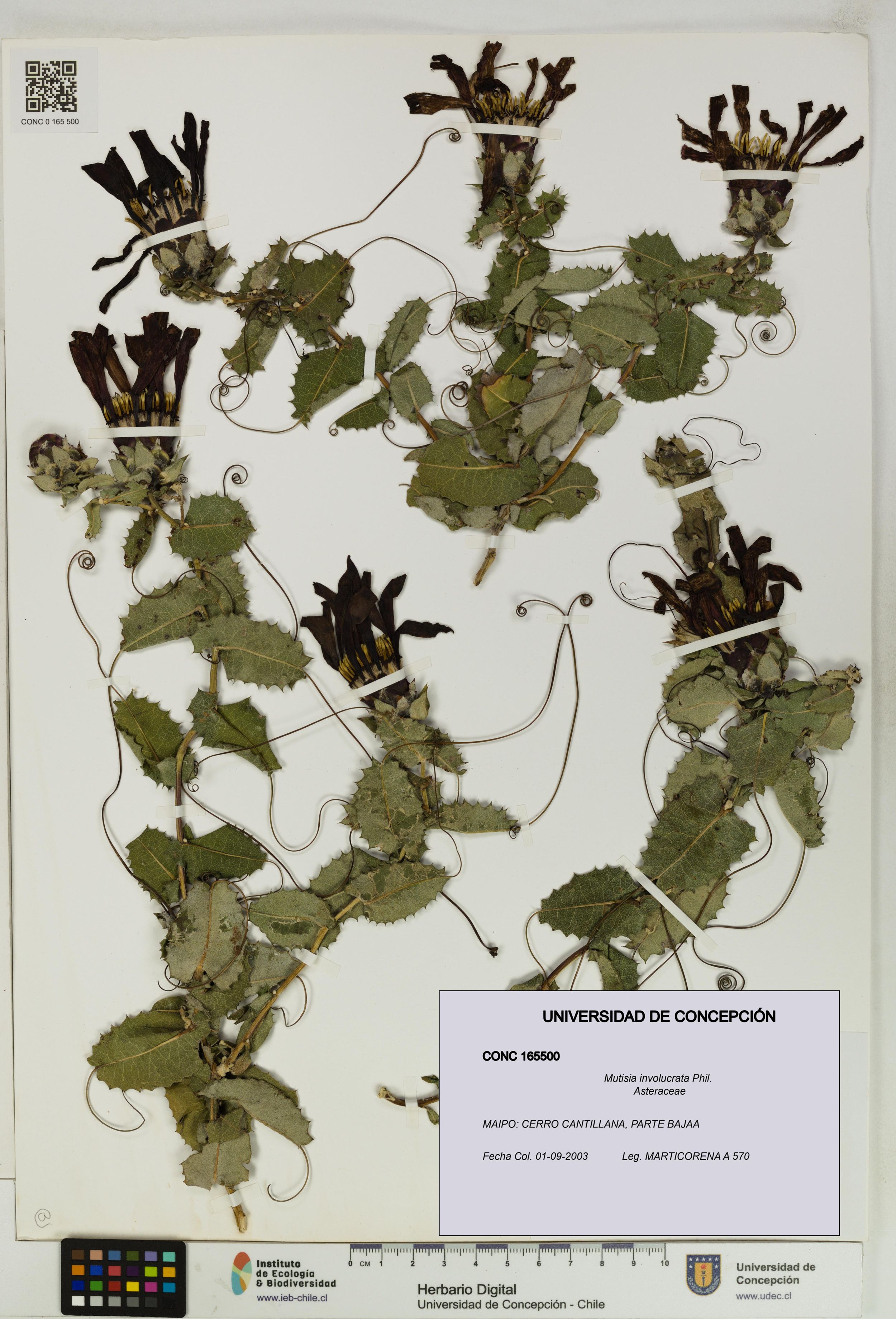 Mutisia involucrata [Espécimen: ]
