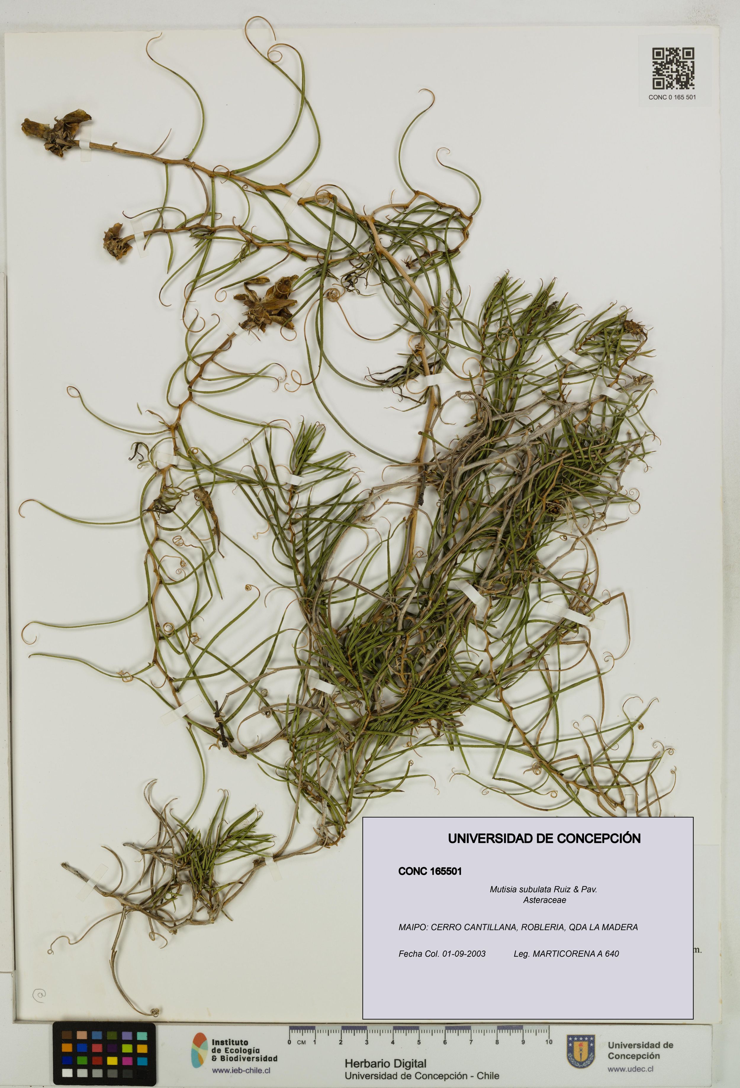 Mutisia subulata [Espécimen: ]