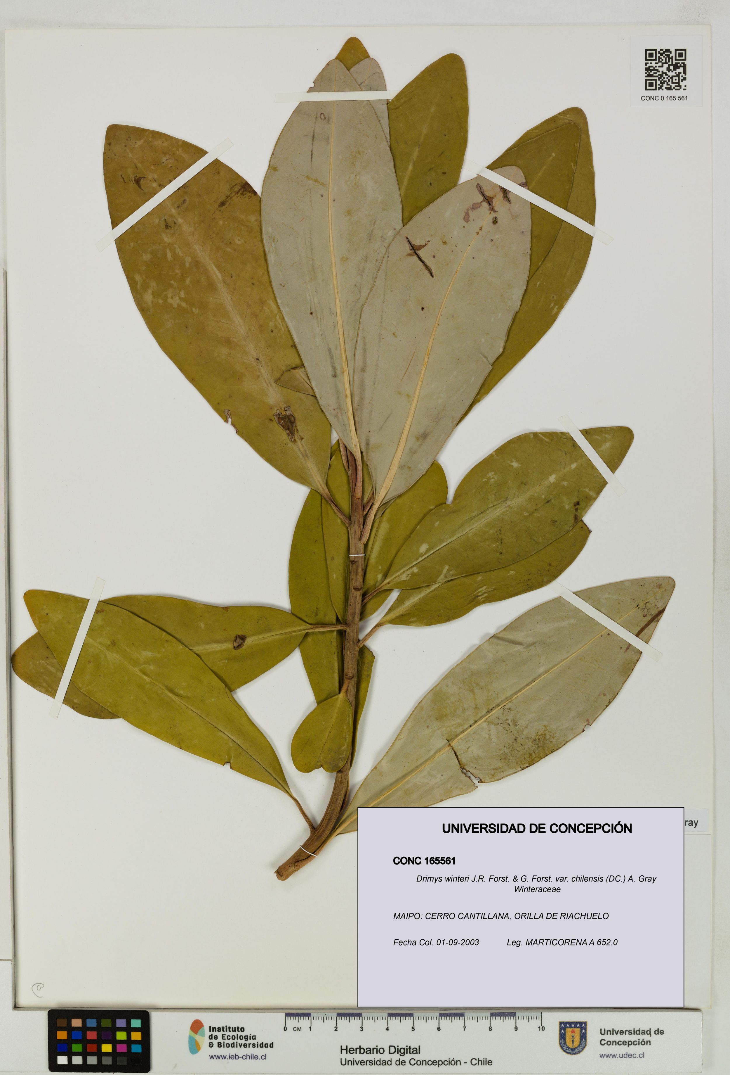 Drimys winteri var. chilensis [Espécimen: ]