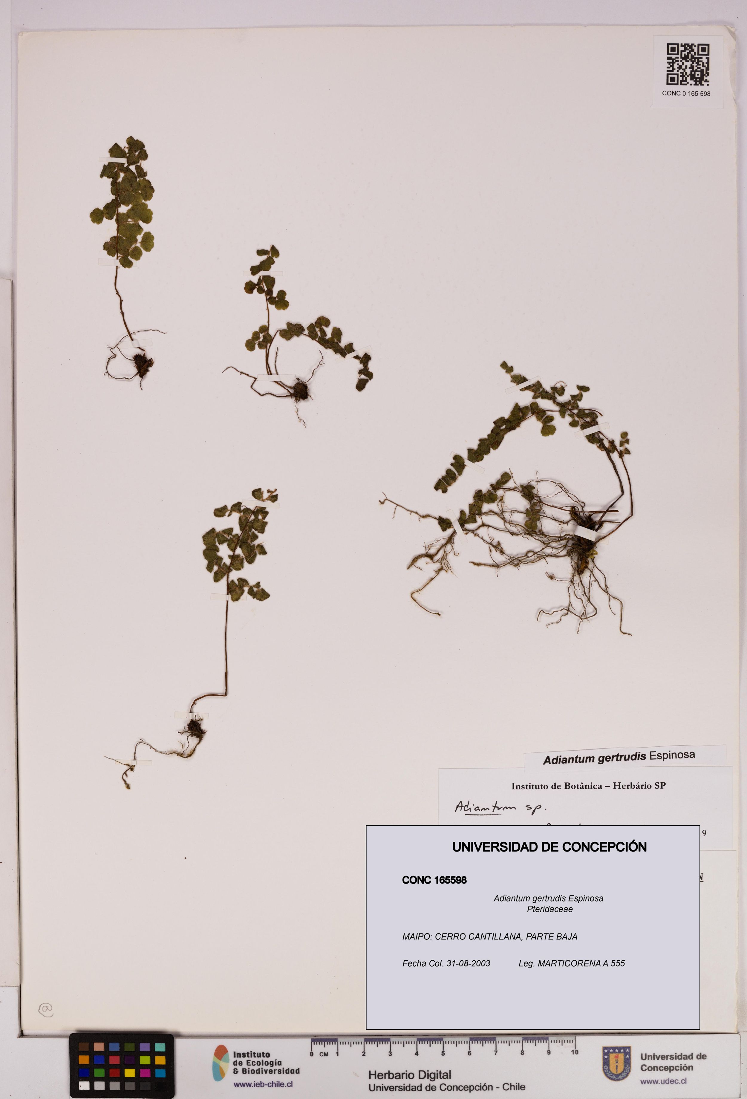 Adiantum gertrudis [Espécimen: ]